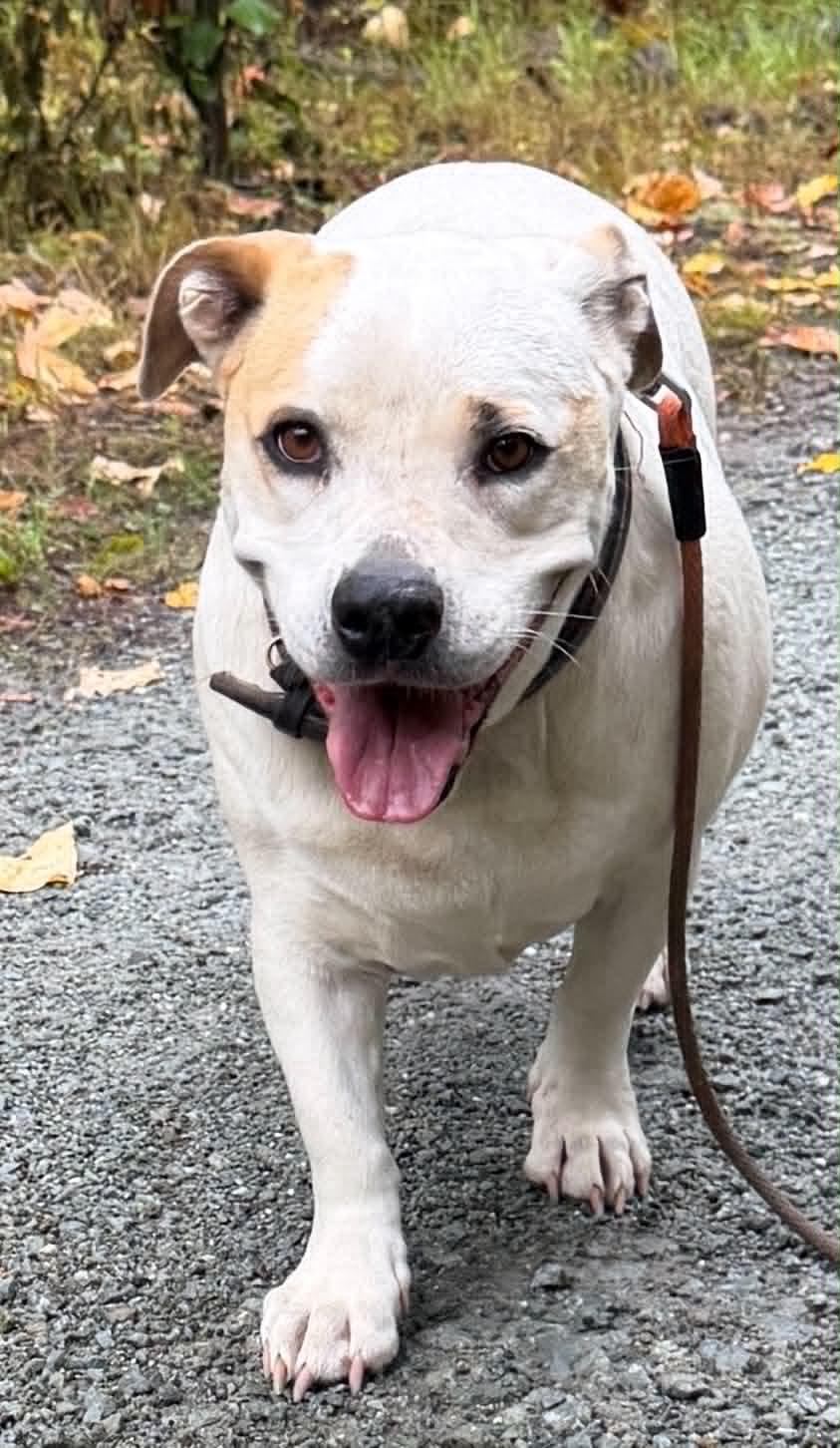 Enlarge Lily Lou (Foster to Adopt), a ADOPTABLE mixed breed in Silvana, WA image 2/6