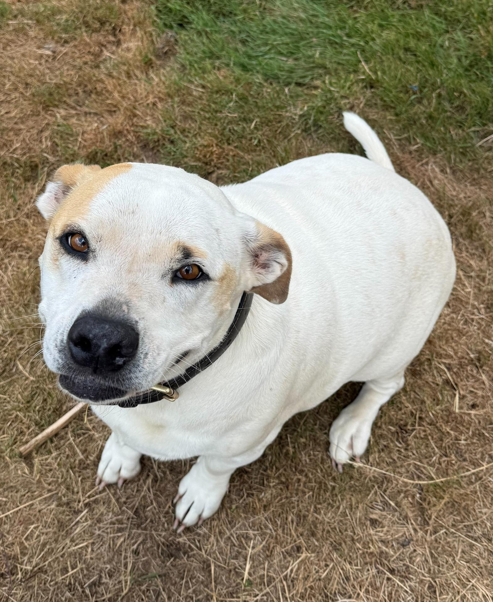 Enlarge Lily Lou (Foster to Adopt), a ADOPTABLE mixed breed in Silvana, WA image 3/6