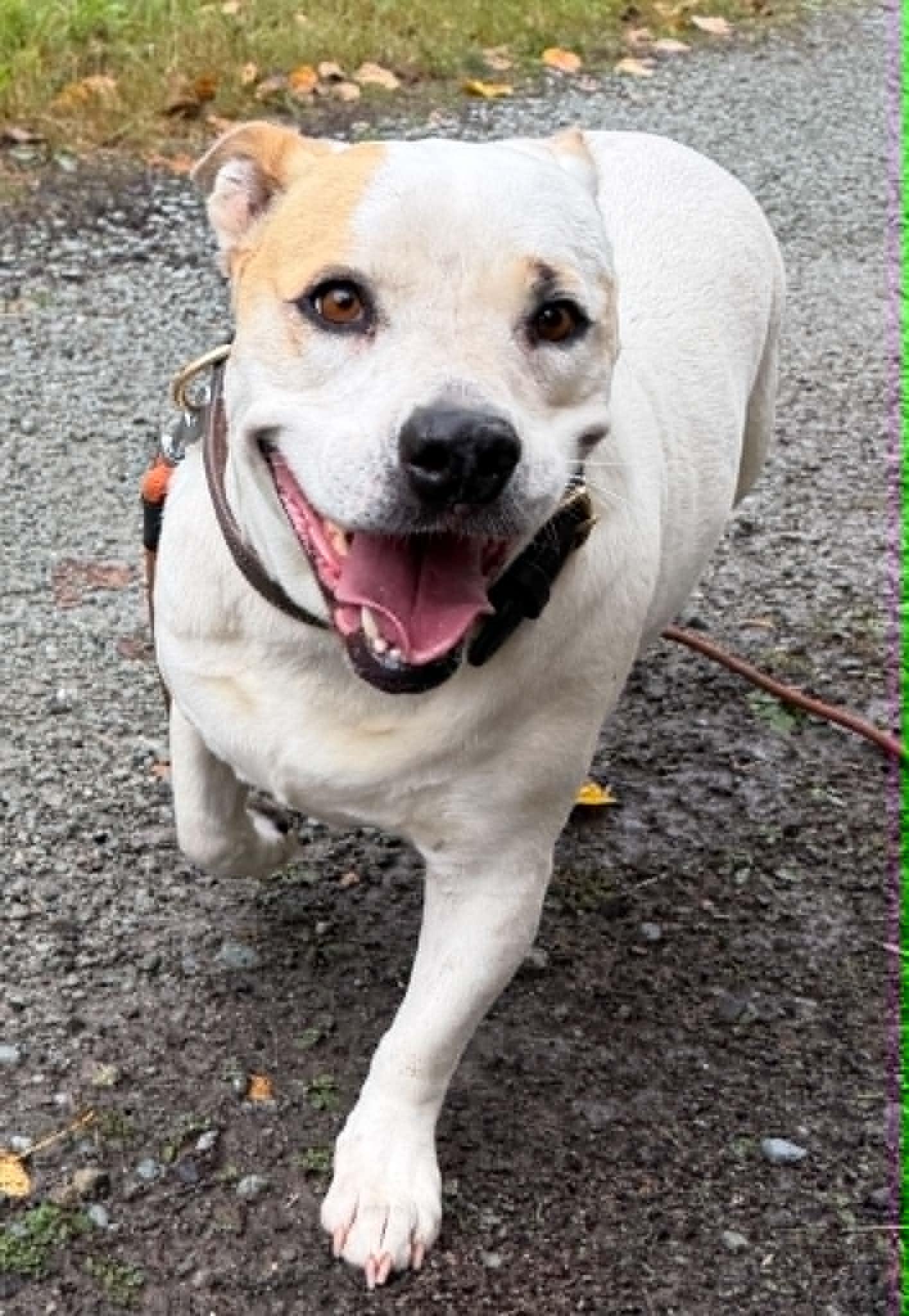 Enlarge Lily Lou (Foster to Adopt), a ADOPTABLE mixed breed in Silvana, WA image 4/6