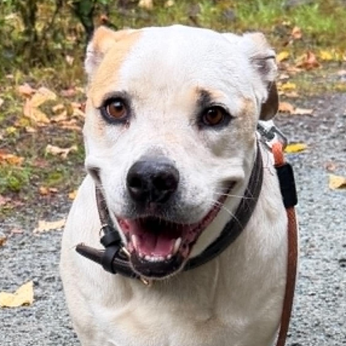 Lily Lou (Foster to Adopt), ADOPTABLE, Adult Female American Bulldog.