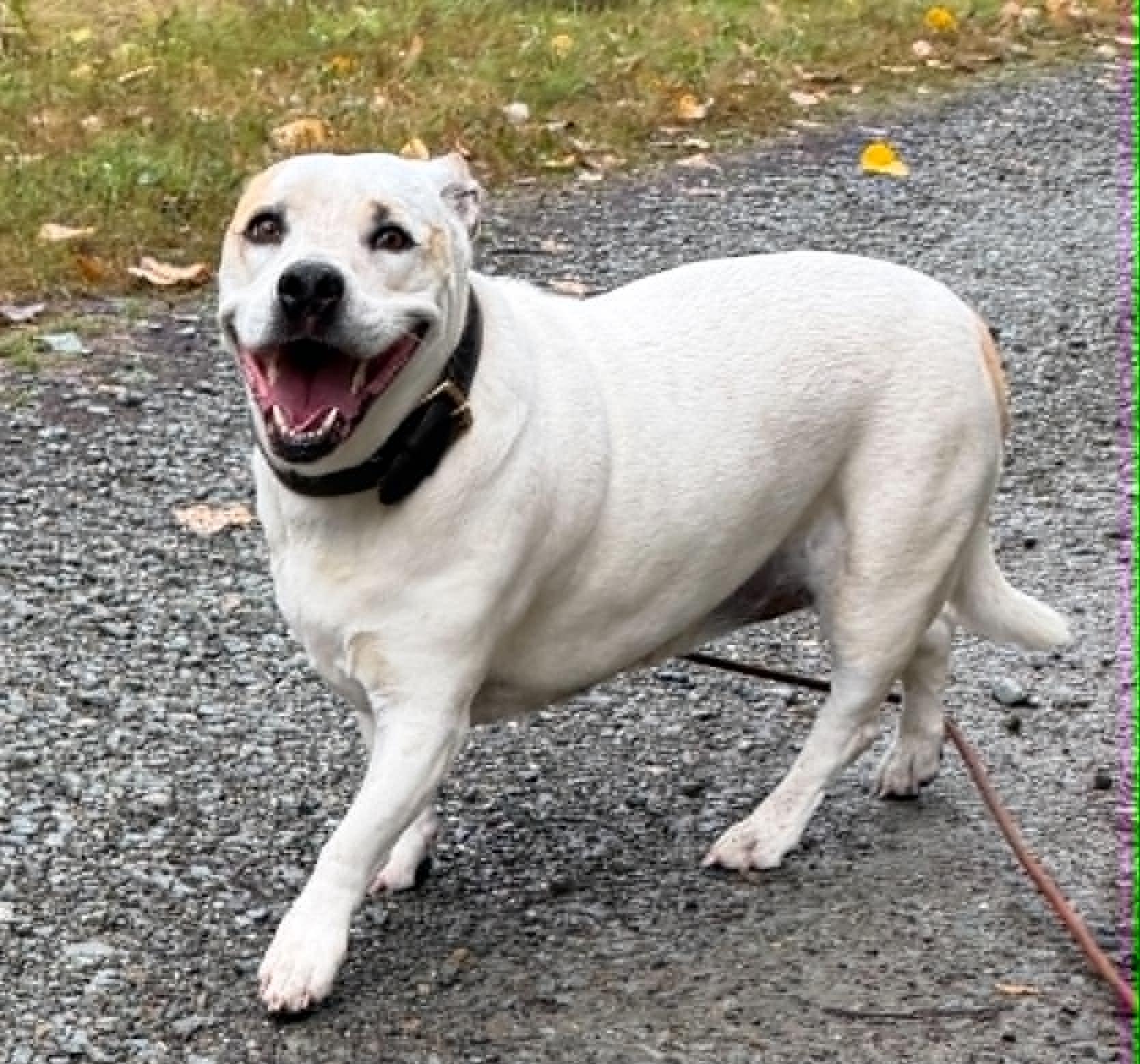 Enlarge Lily Lou (Foster to Adopt), a ADOPTABLE mixed breed in Silvana, WA image 5/6