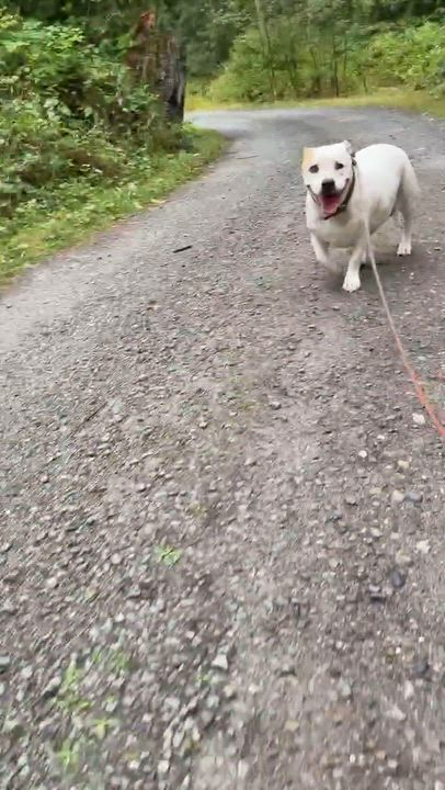 Enlarge Lily Lou (Foster to Adopt), a ADOPTABLE mixed breed in Silvana, WA video 6/6