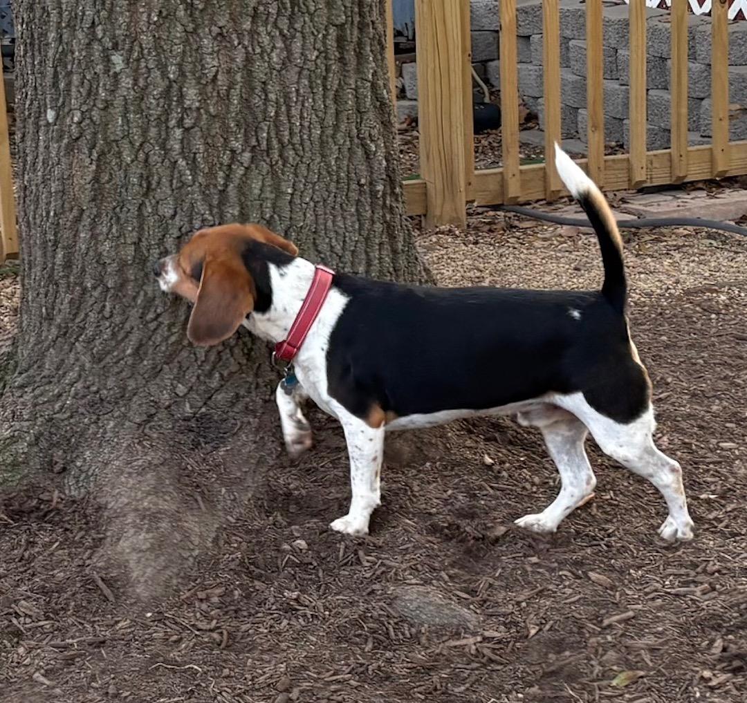 Enlarge Louie, an adopted Beagle in Tomball, TX image 6/6