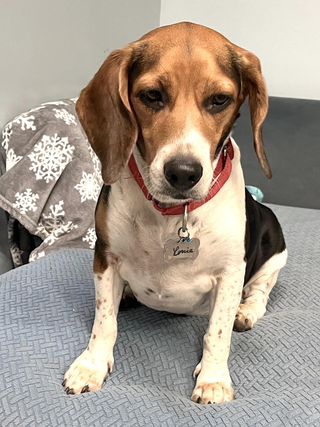 Enlarge Louie, an adopted Beagle in Tomball, TX image 3/6