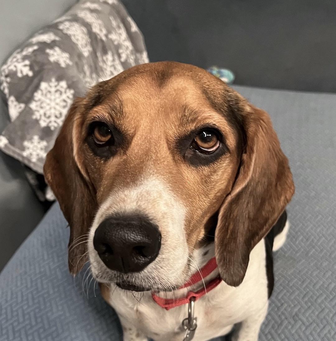 Enlarge Louie, an adopted Beagle in Tomball, TX image 1/6