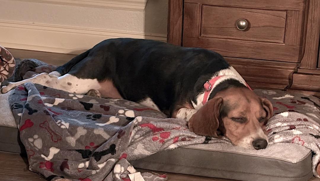 Enlarge Louie, an adopted Beagle in Tomball, TX image 2/6