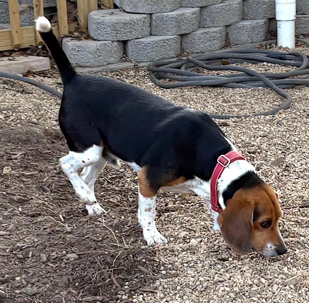 Enlarge Louie, an adopted Beagle in Tomball, TX image 4/6