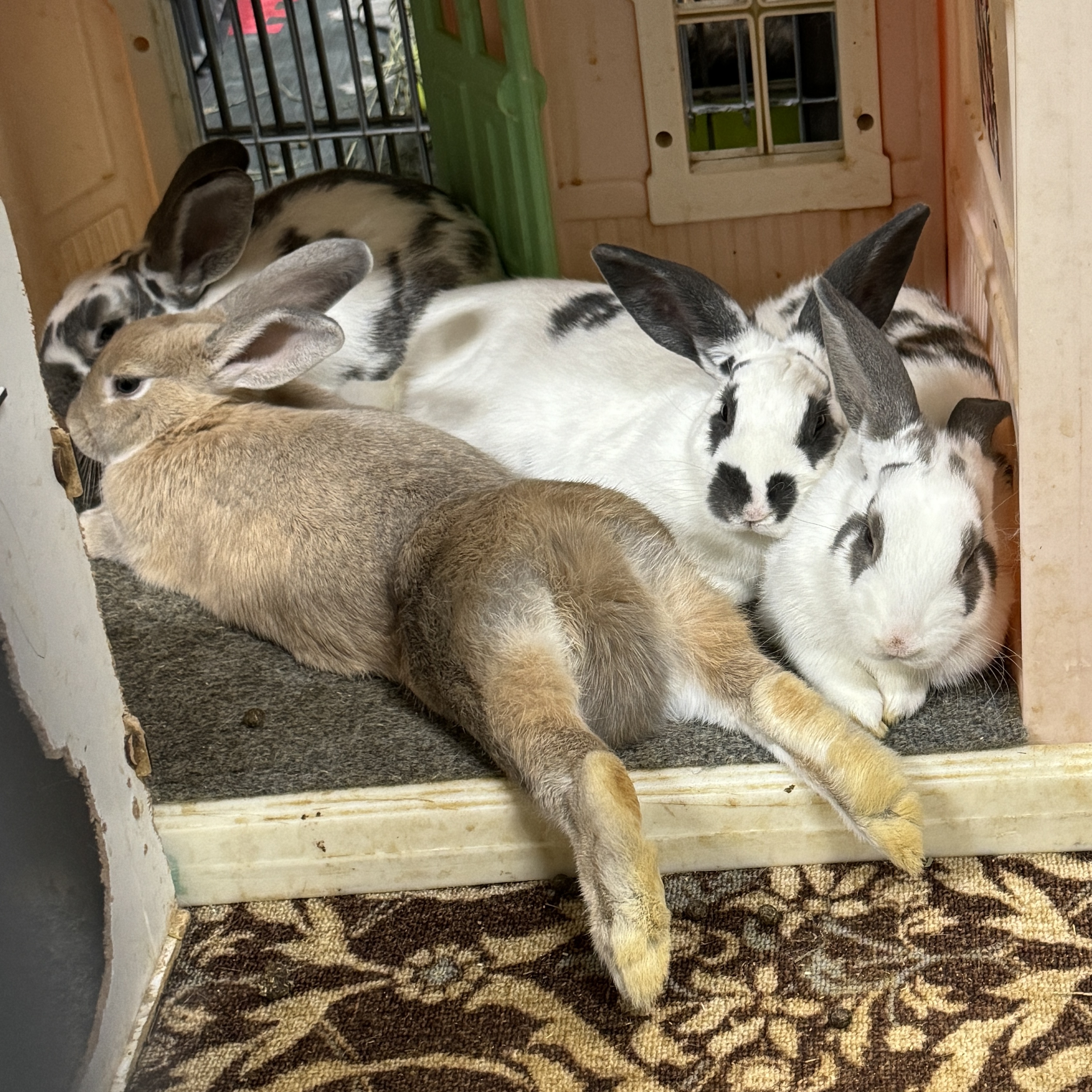 The Lafreniere Gang, a Adoptable English Spot in SAUCIER, MS image 1/6