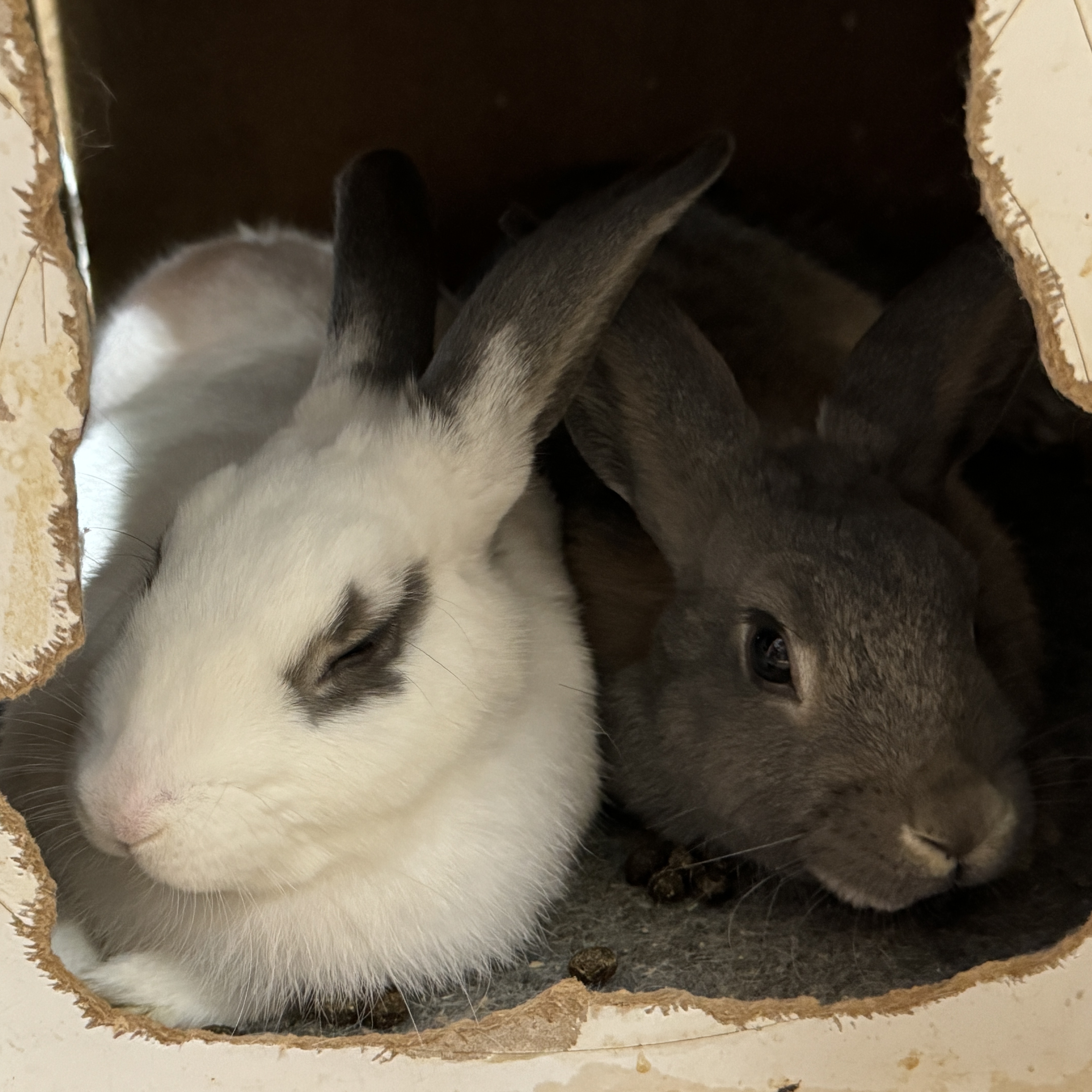 The Lafreniere Gang, a Adoptable English Spot in SAUCIER, MS image 2/6