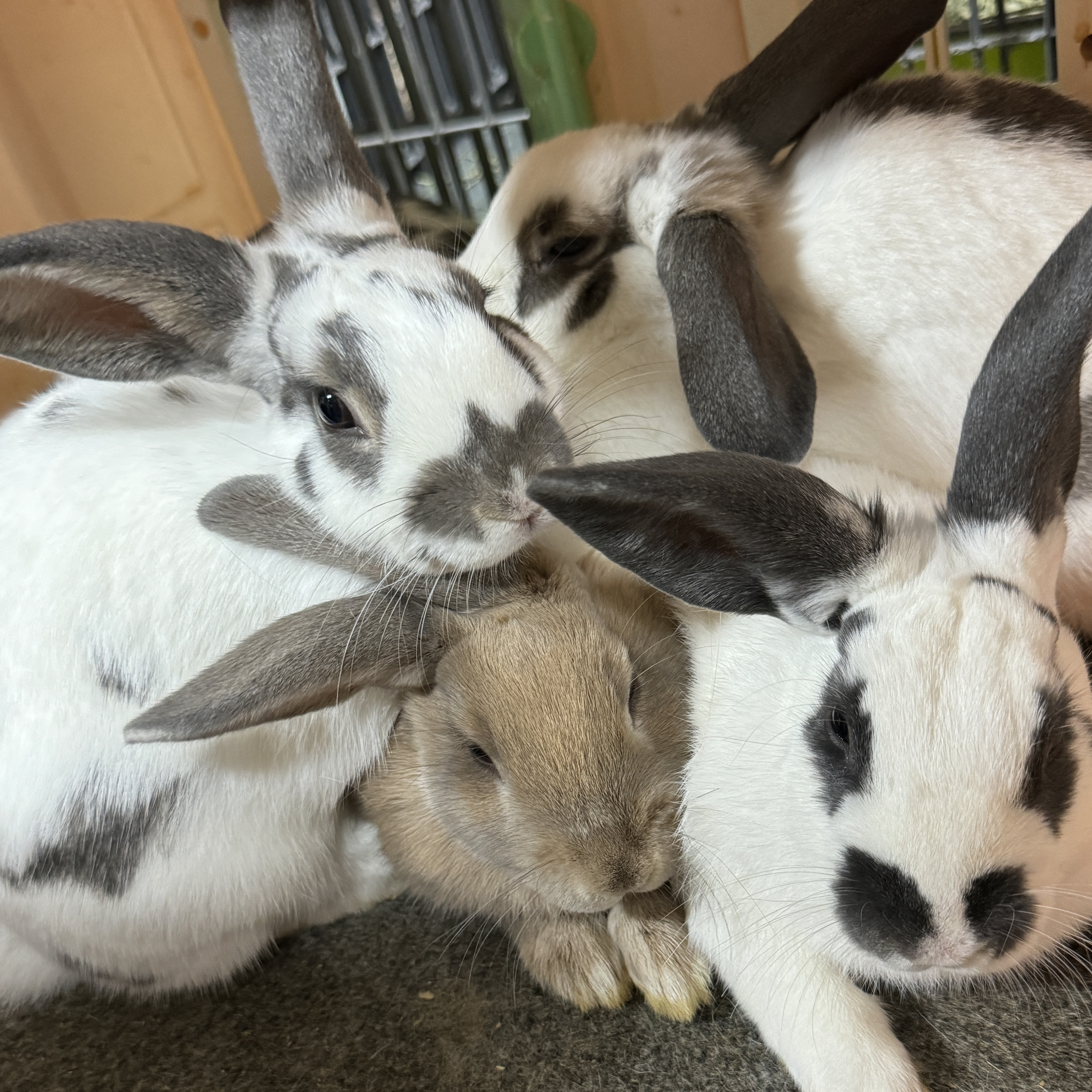 The Lafreniere Gang, a Adoptable English Spot in SAUCIER, MS image 3/6