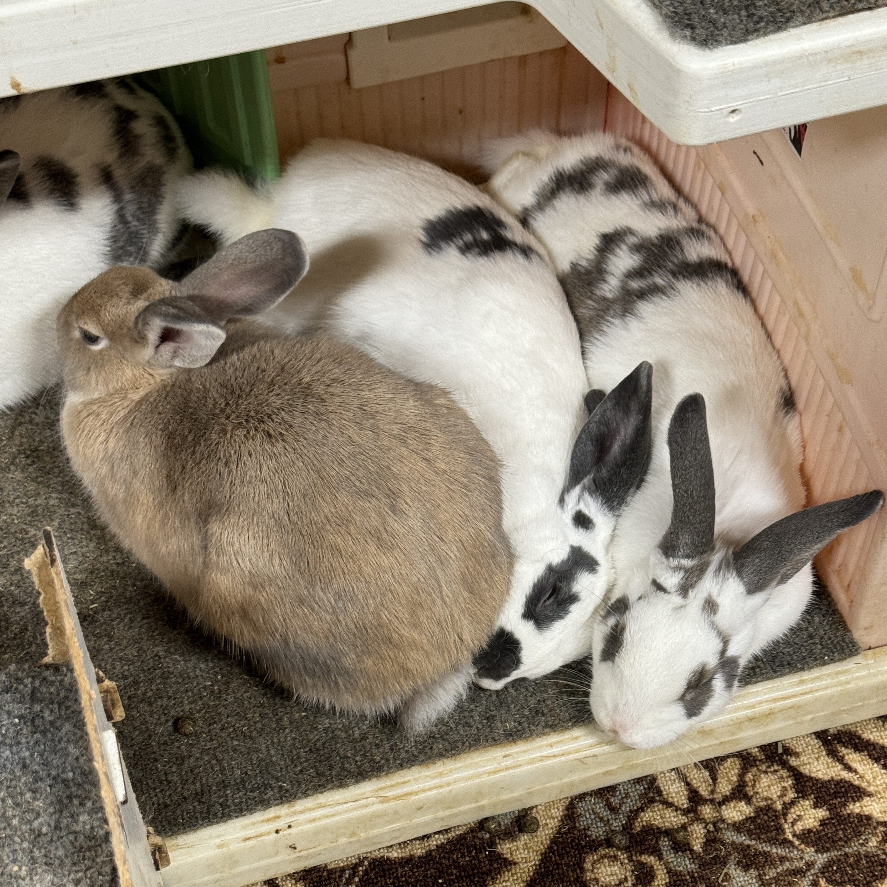 The Lafreniere Gang, a Adoptable English Spot in SAUCIER, MS image 4/6