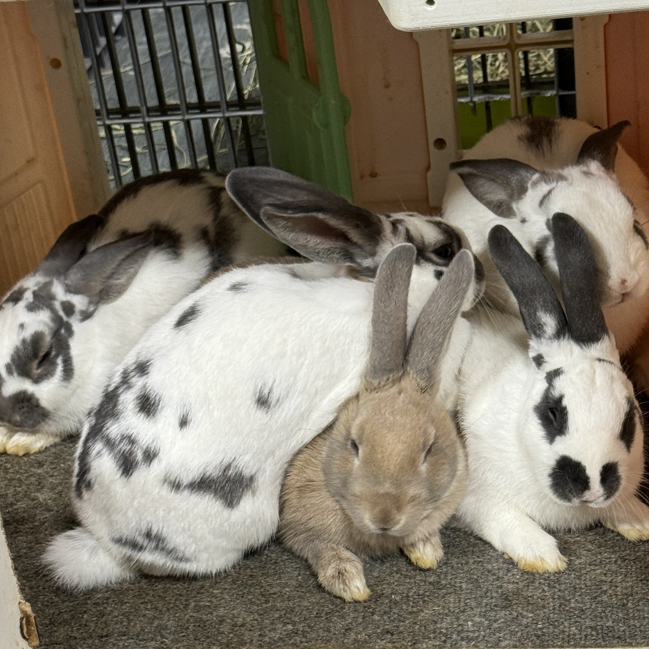 The Lafreniere Gang, a Adoptable English Spot in SAUCIER, MS image 5/6