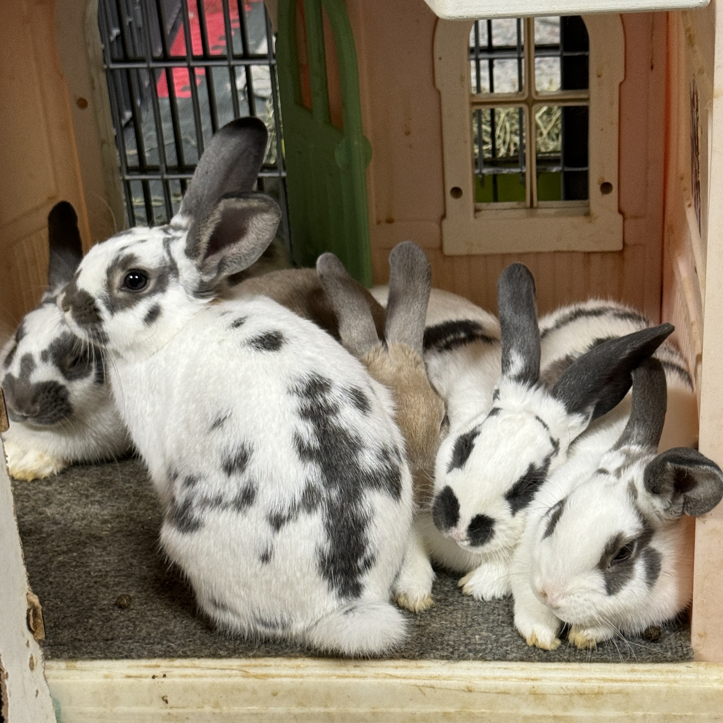 The Lafreniere Gang, a Adoptable English Spot in SAUCIER, MS image 6/6