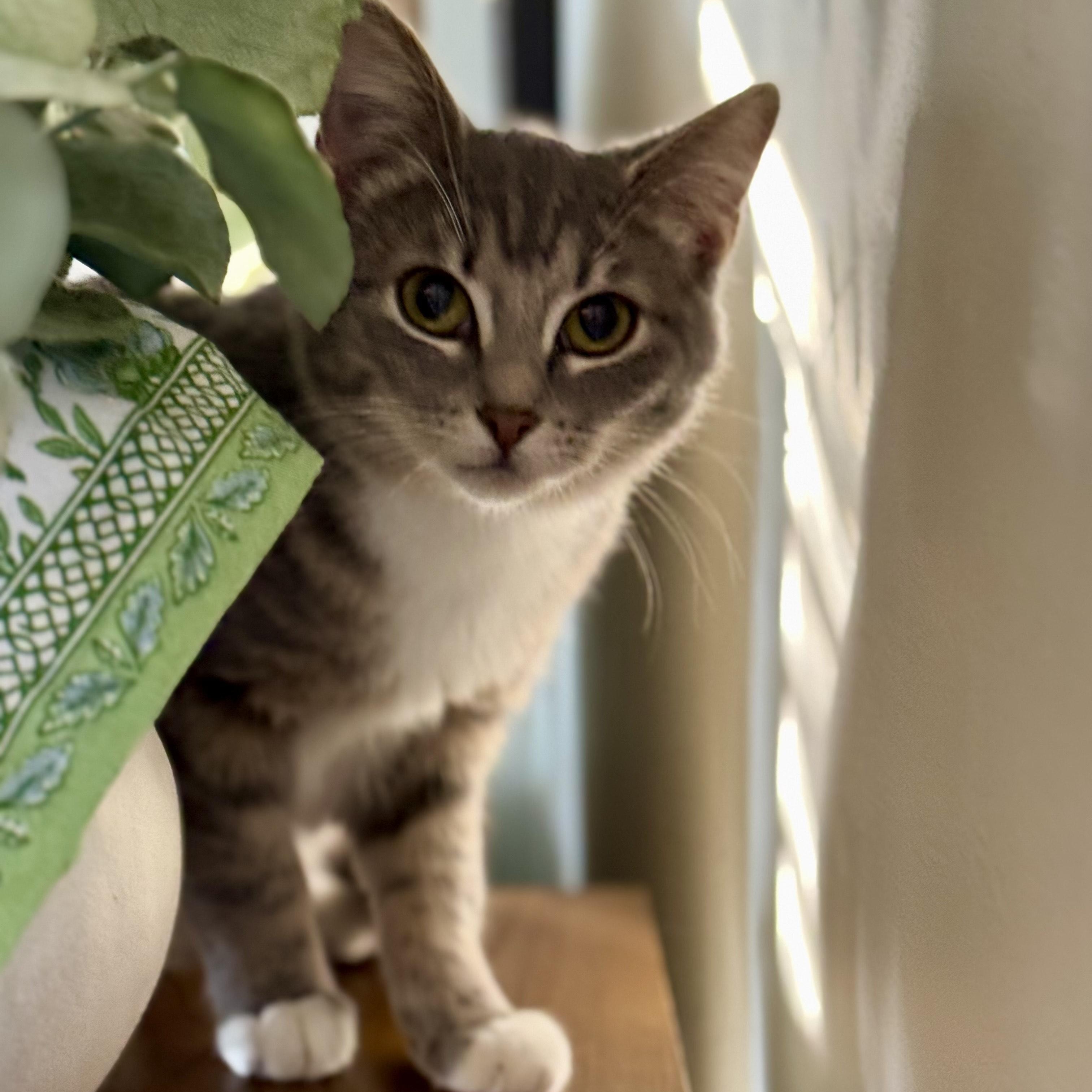 Janis Joplin, Adoptable, Kitten Female Domestic Short Hair.