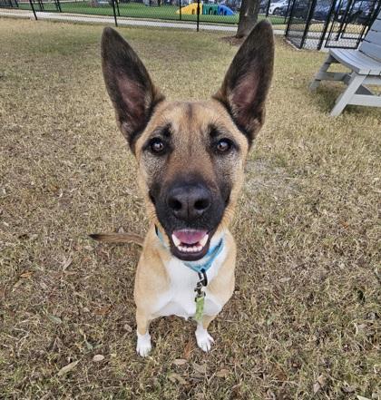 Milo, Adoptable, Adult Male Mixed Breed & Mixed Breed.