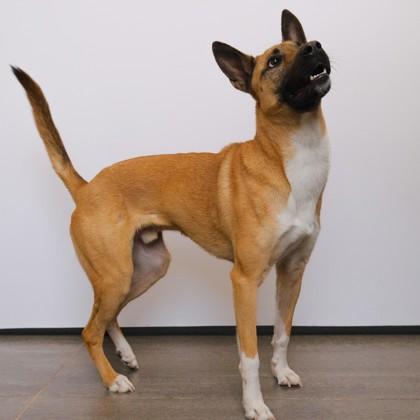 Enlarge Milo, a Adoptable mixed breed in Dallas, TX image 2/6