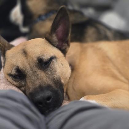 Enlarge Milo, a Adoptable mixed breed in Dallas, TX image 5/6