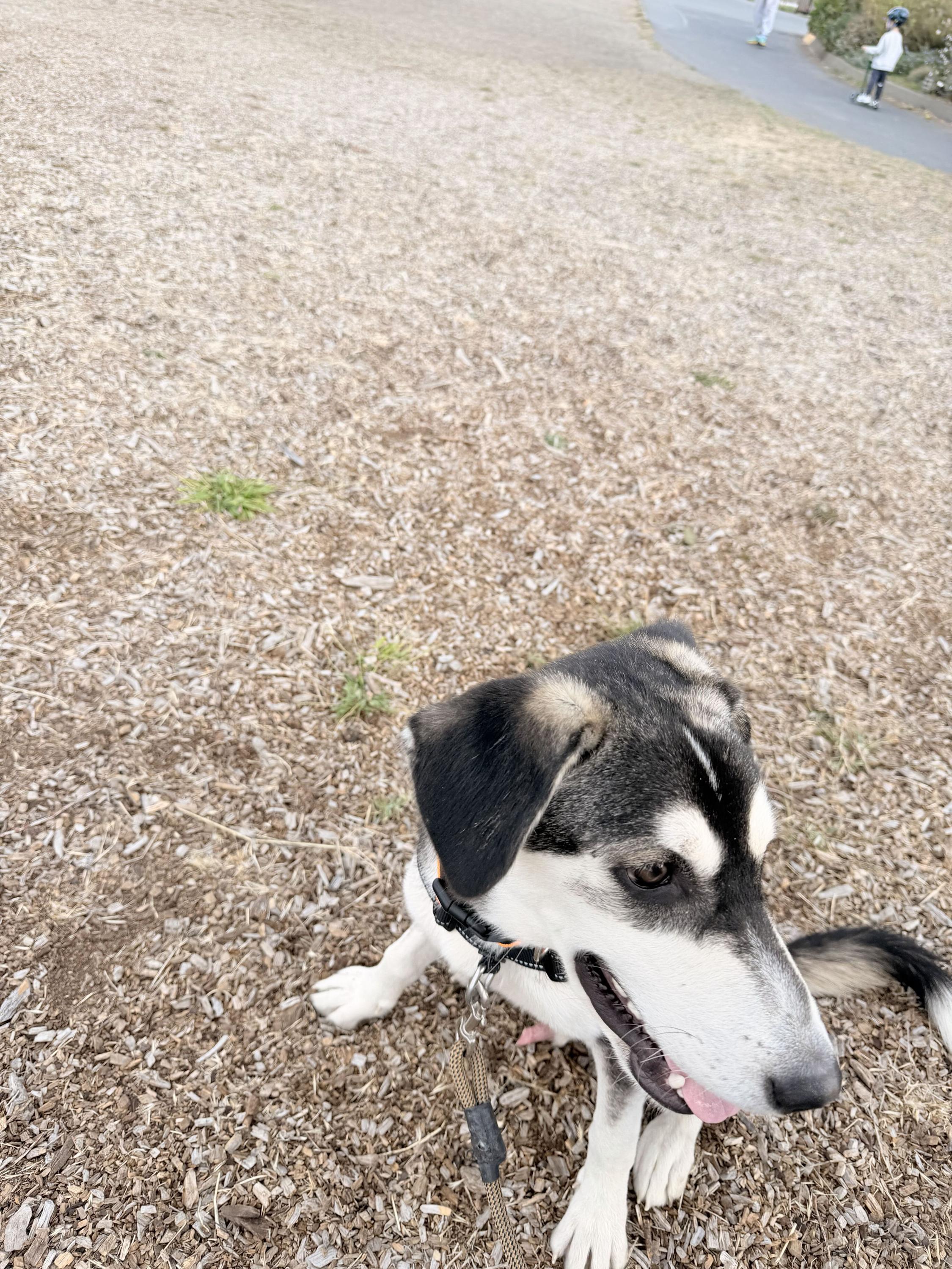 Enlarge Twiggy, a Adoptable mixed breed in San Rafael, CA image 3/4