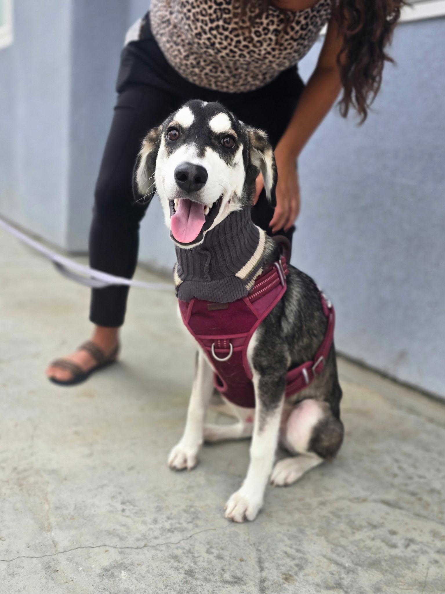Enlarge Twiggy, a Adoptable mixed breed in San Rafael, CA image 1/4