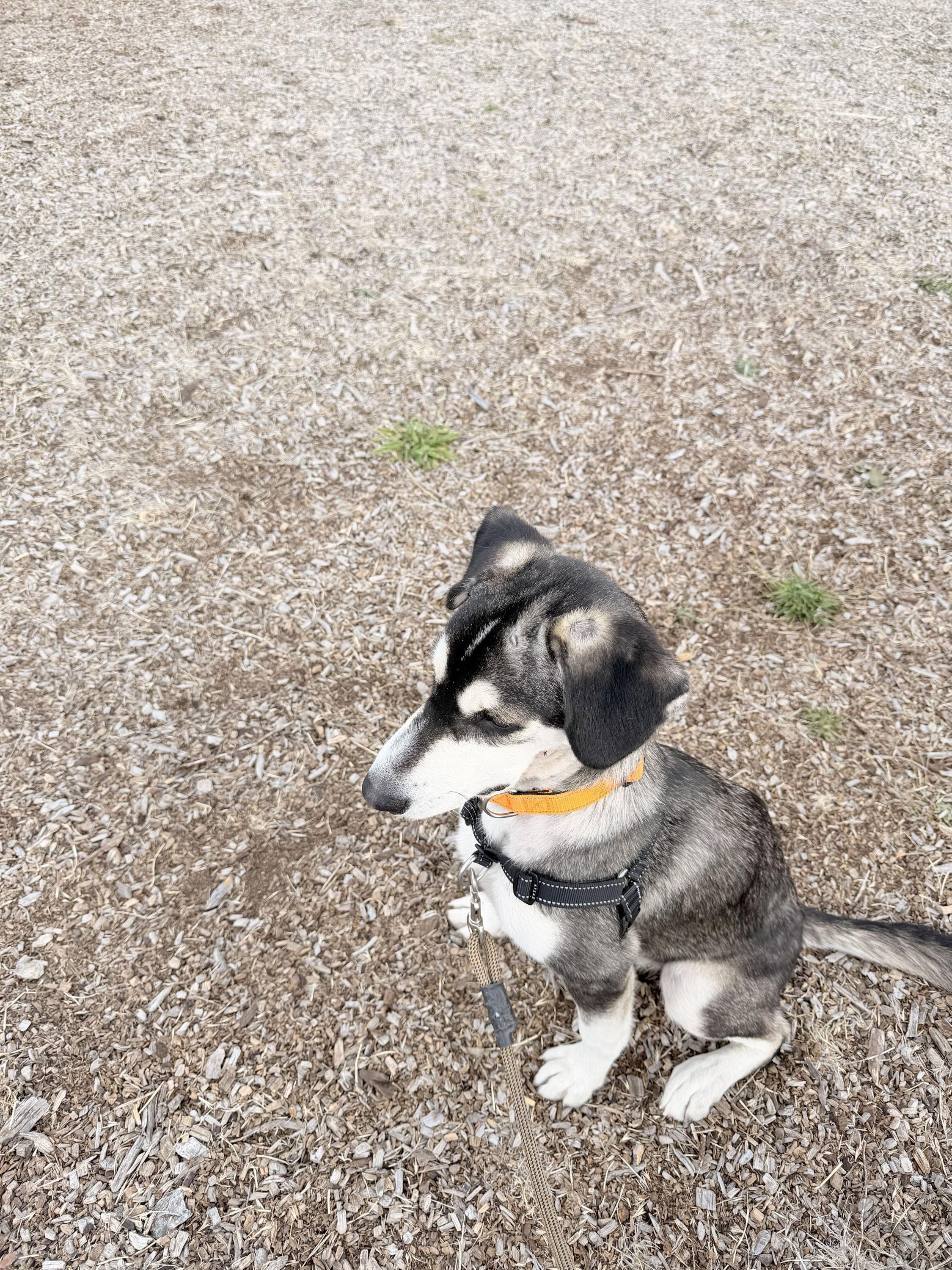 Enlarge Twiggy, a Adoptable mixed breed in San Rafael, CA image 2/4