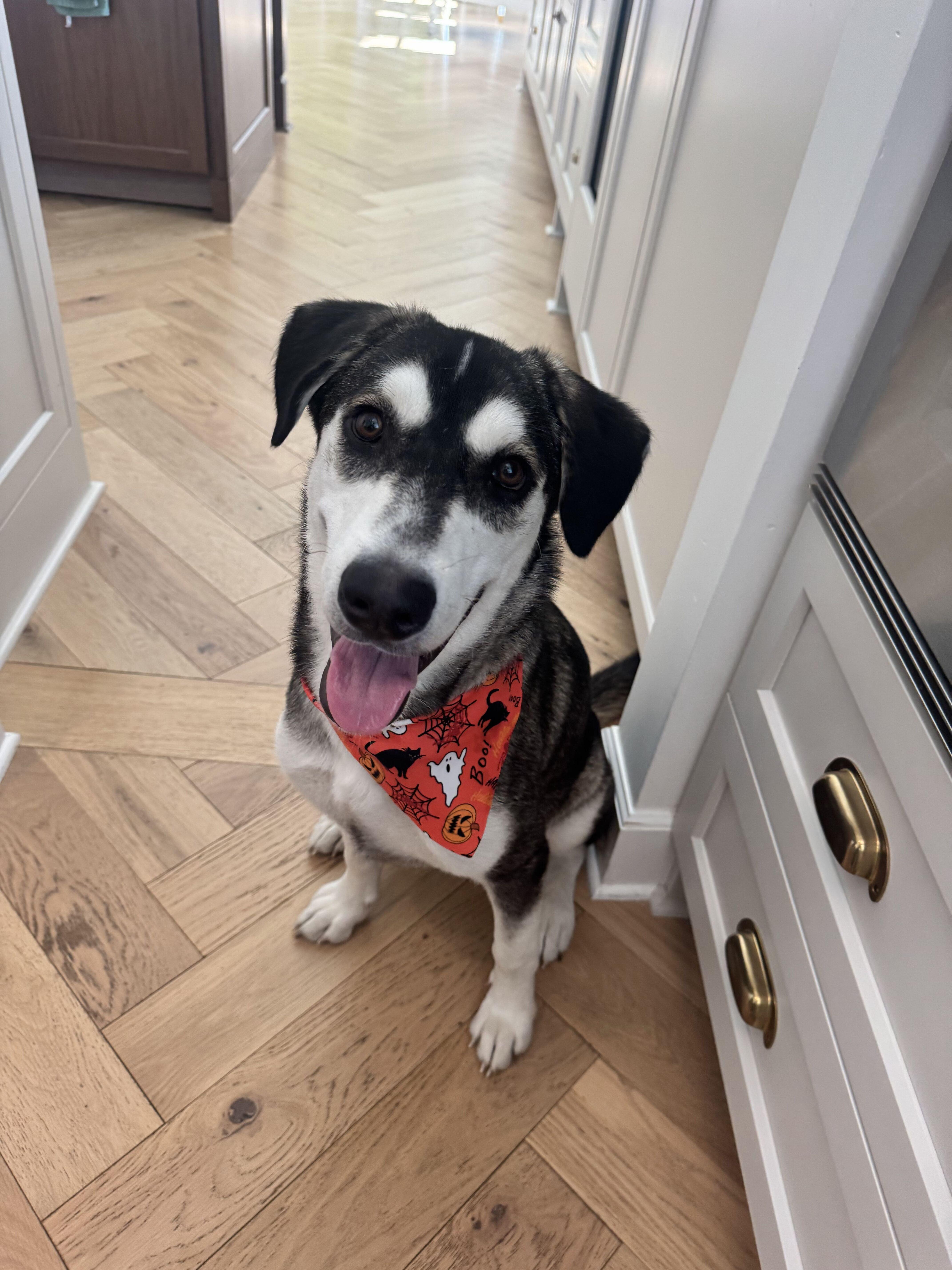 Twiggy, Adoptable, Young Male Husky & Retriever.