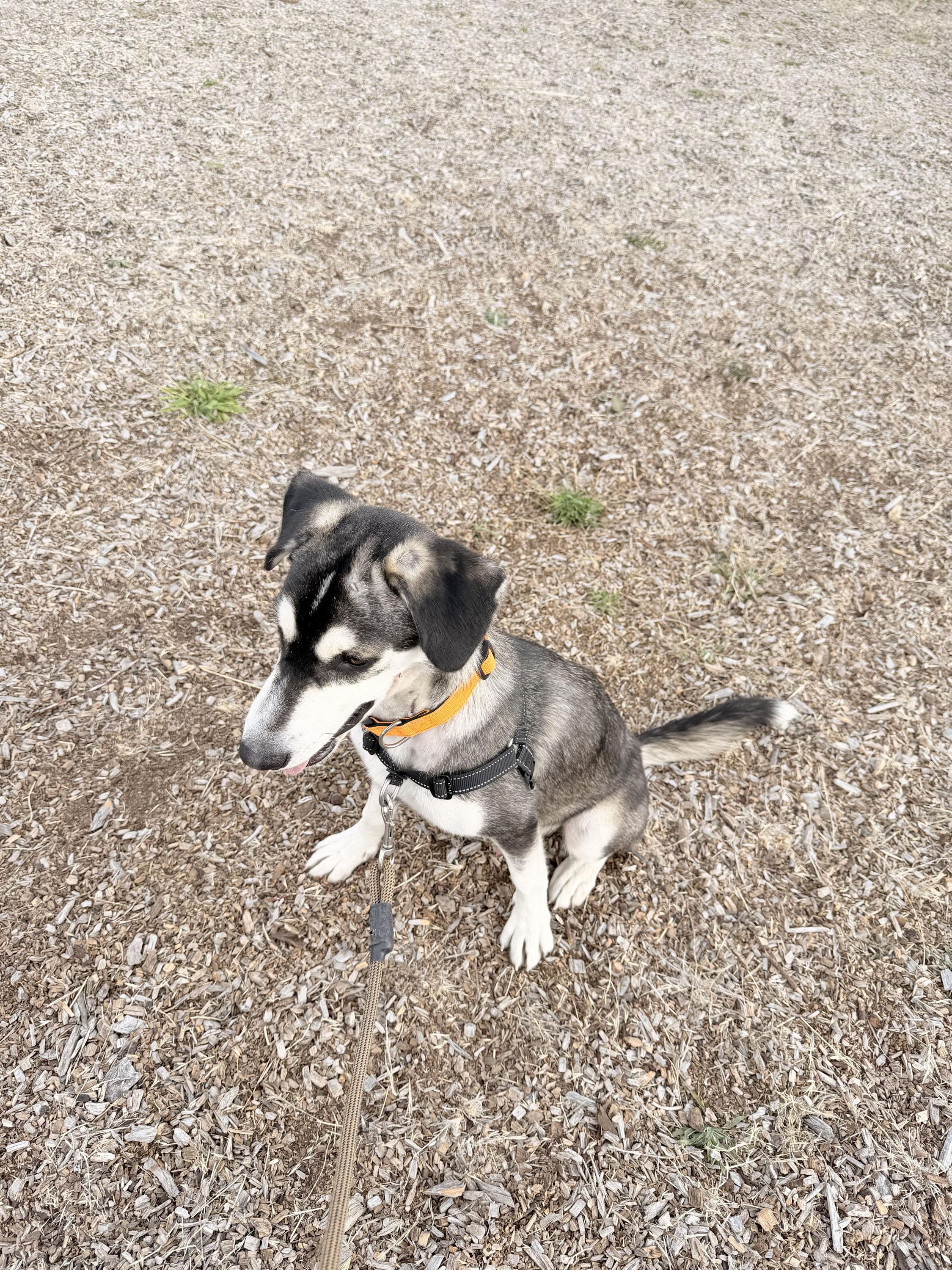 Enlarge Twiggy, a Adoptable mixed breed in San Rafael, CA image 4/4