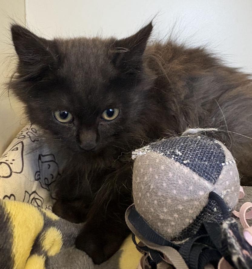 Enlarge Mac, a Adoptable Domestic Long Hair in Buena Vista, CO image 3/3