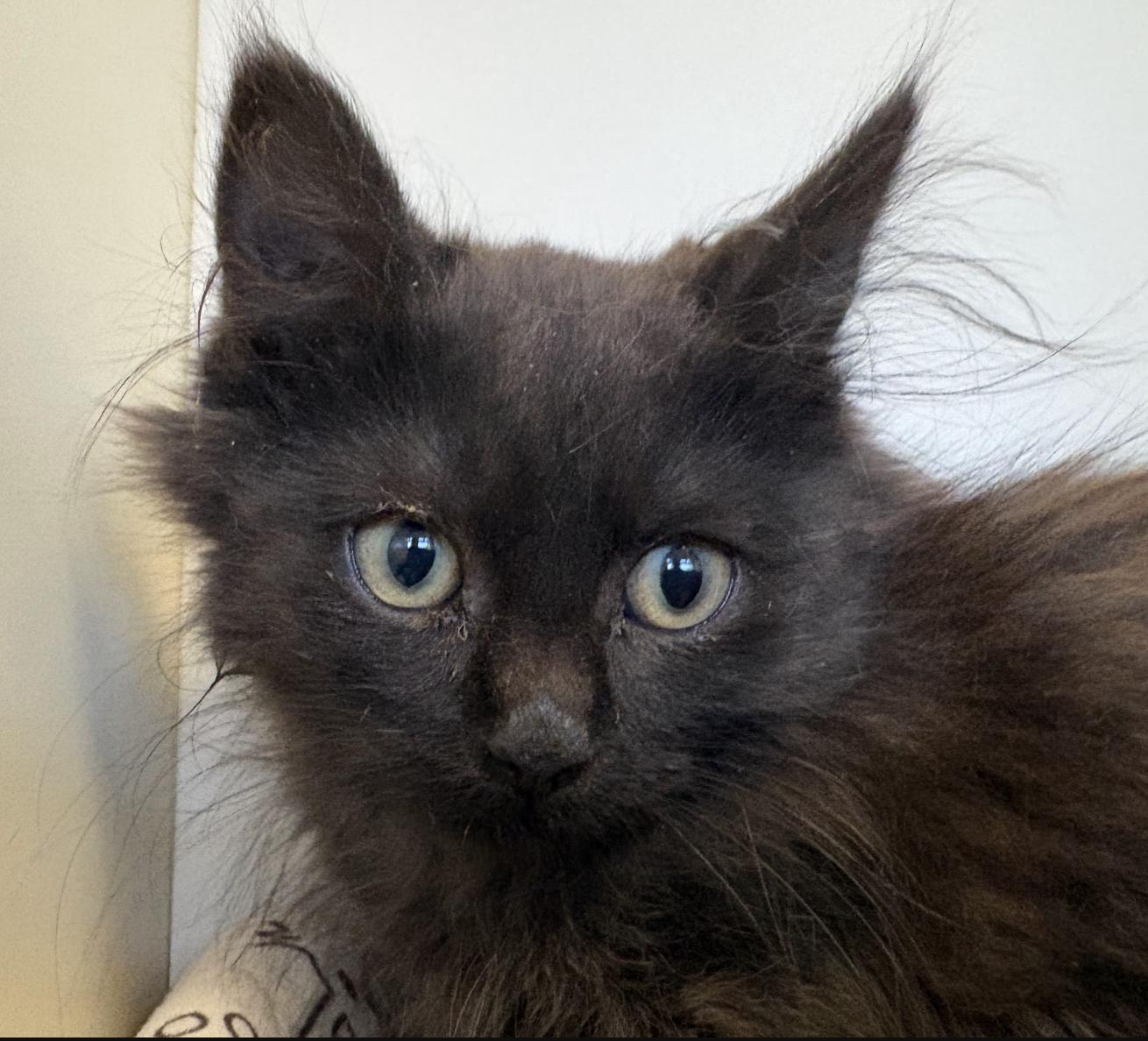 Mac, Adoptable, Young Male Domestic Long Hair.