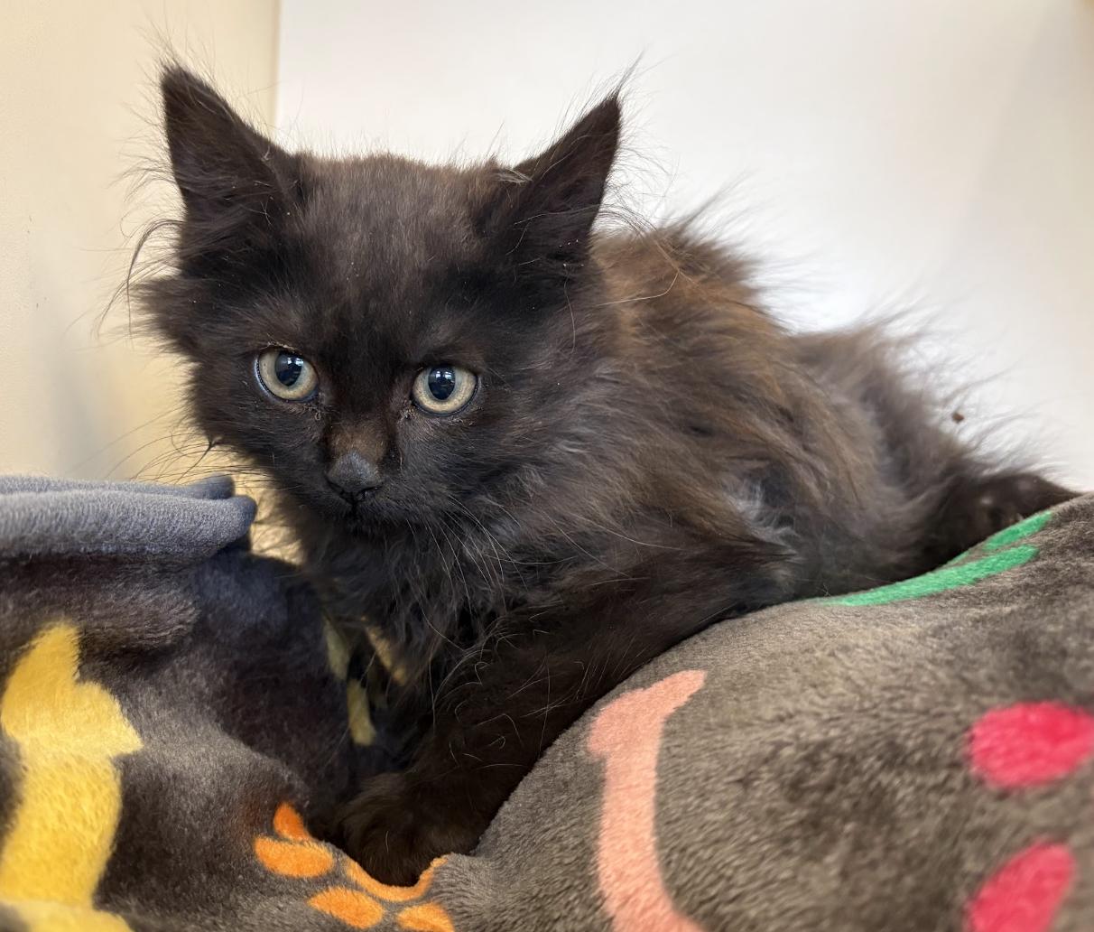 Enlarge Mac, a Adoptable Domestic Long Hair in Buena Vista, CO image 2/3