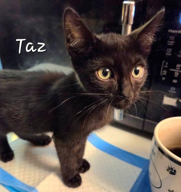 Enlarge Taz, a Adoptable mixed breed in Lunenburg, MA image 1/1