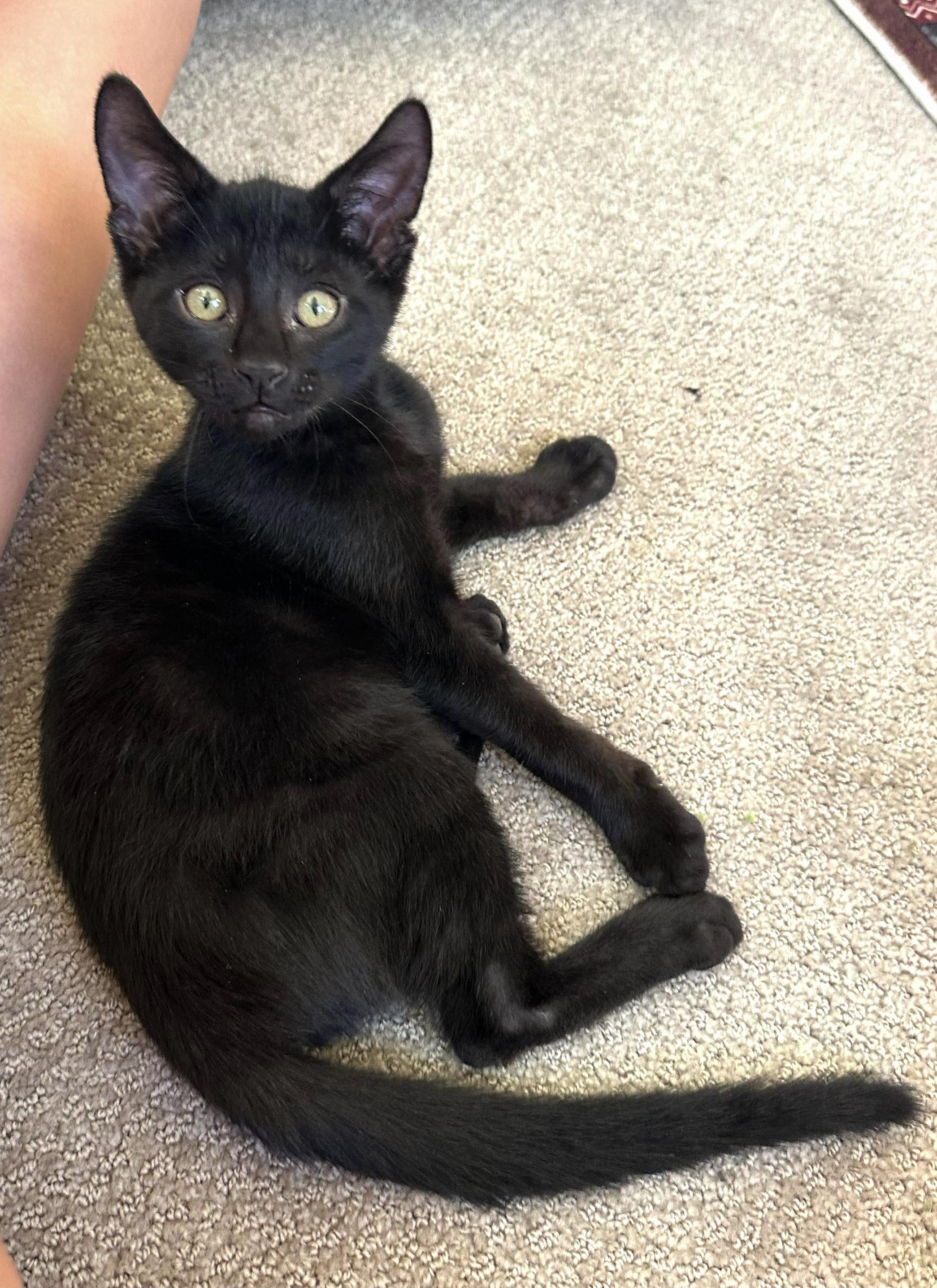 Enlarge Pepper — The Big-Eyed Little Charmer, a Adoptable Domestic Short Hair in Prescott, AZ image 3/3