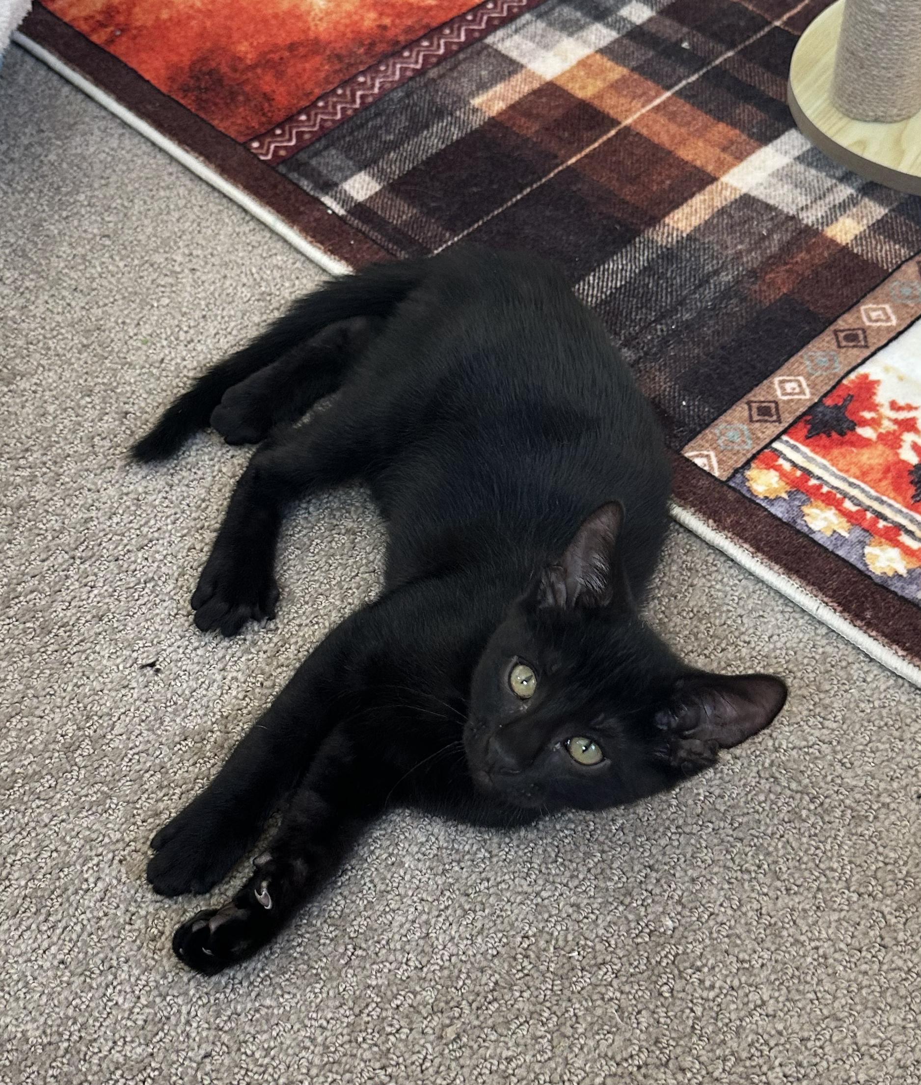 Enlarge Pepper — The Big-Eyed Little Charmer, a Adoptable Domestic Short Hair in Prescott, AZ image 2/3