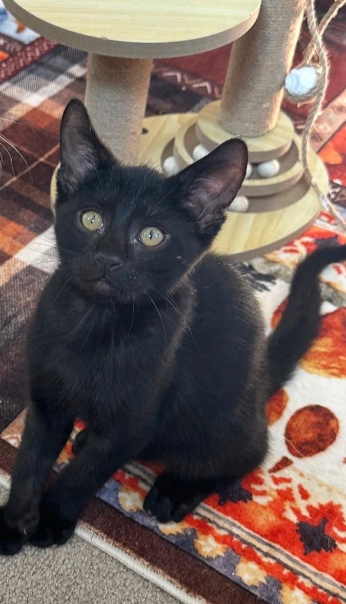 Pepper — The Big-Eyed Little Charmer, Adoptable, Kitten Male Domestic Short Hair.