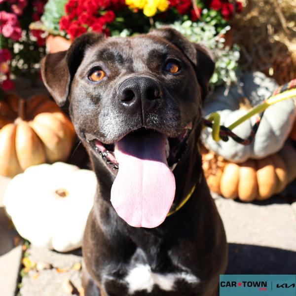 Enlarge Rodger, a Adoptable mixed breed in Lexington, KY image 1/1