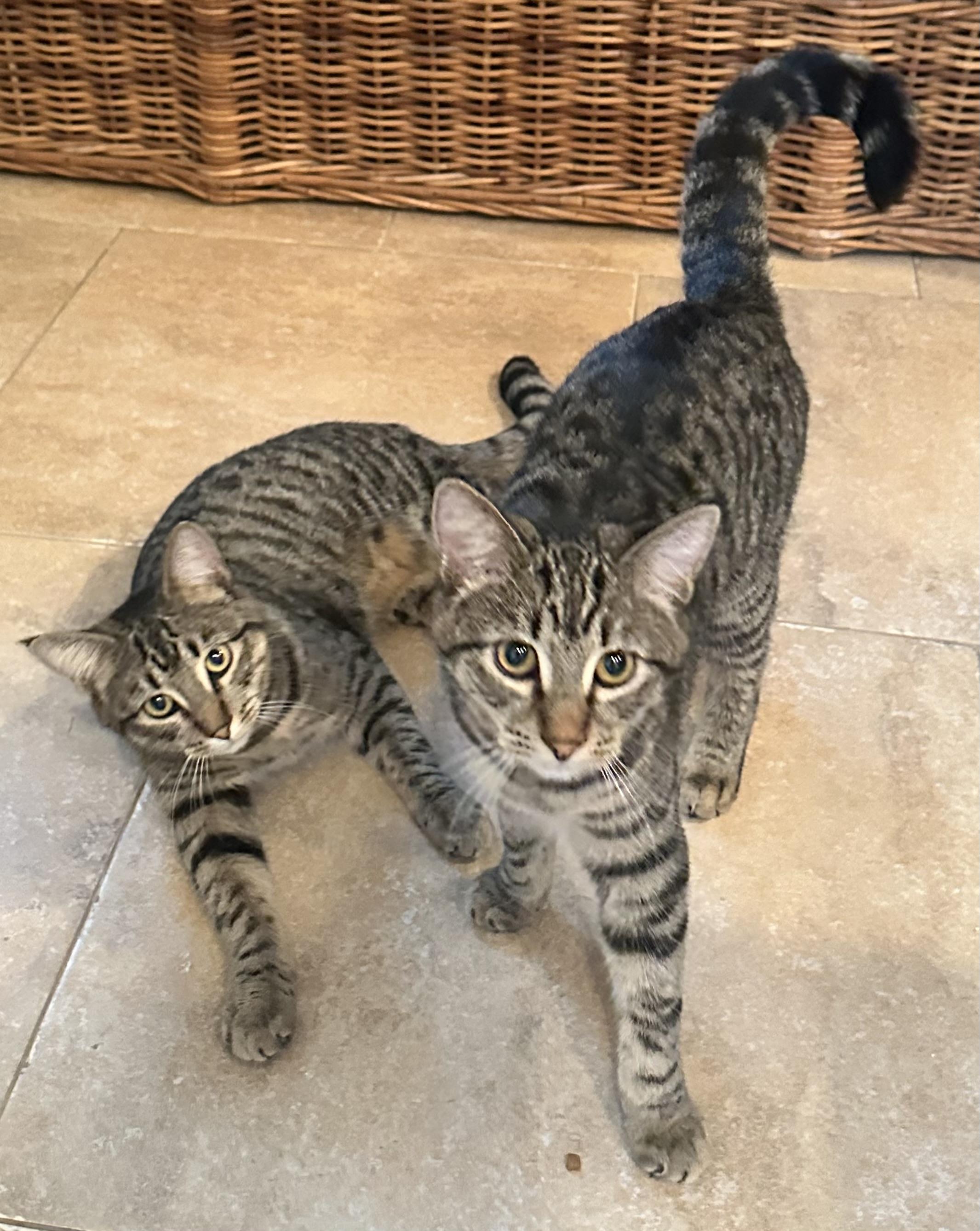 Enlarge Hissy and Sissy (Shy cat adoption special of $150 for both!), a ADOPTABLE Domestic Short Hair in Portland, OR image 1/1