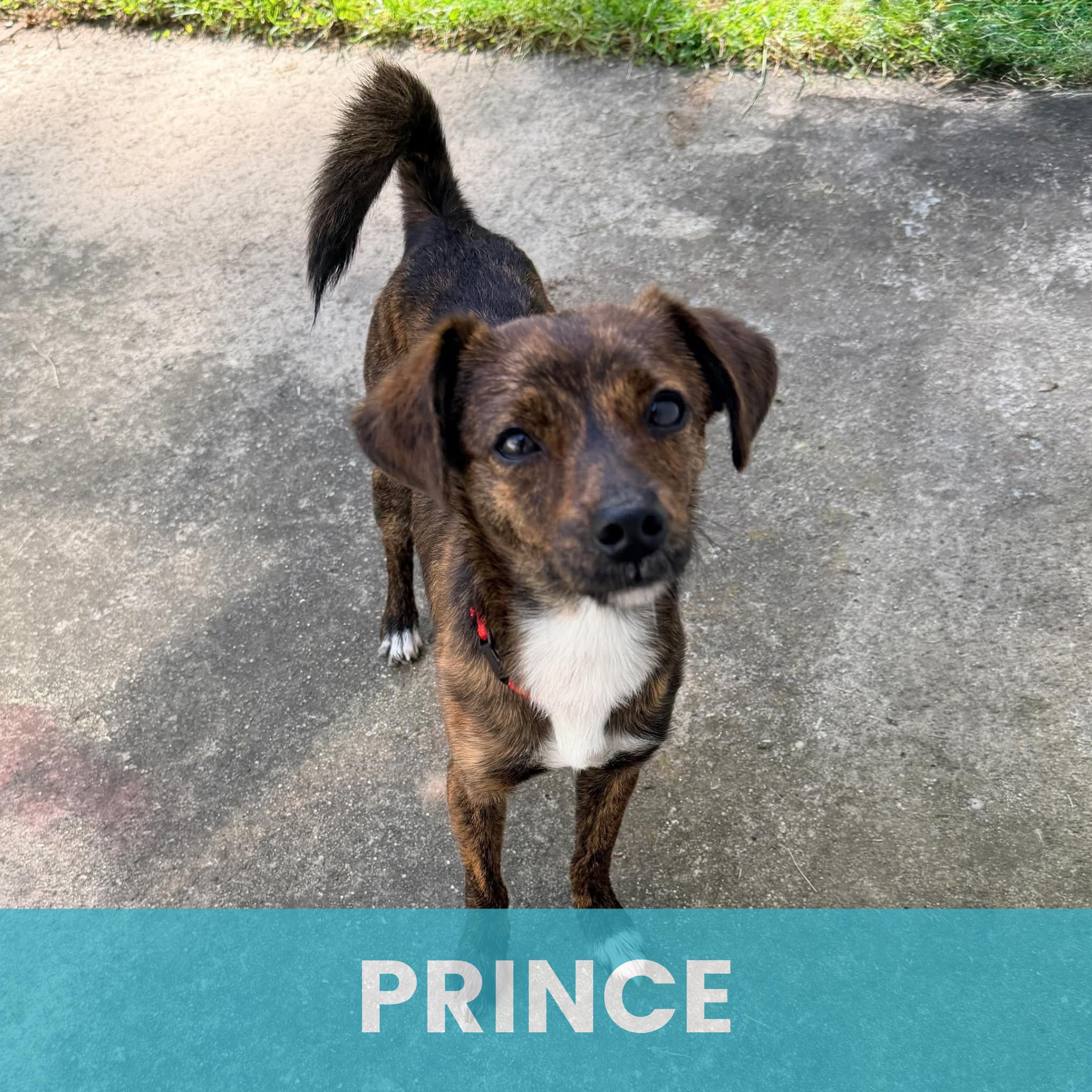 Enlarge Prince, a Adoptable Mixed Breed in Rochester , NY image 1/6