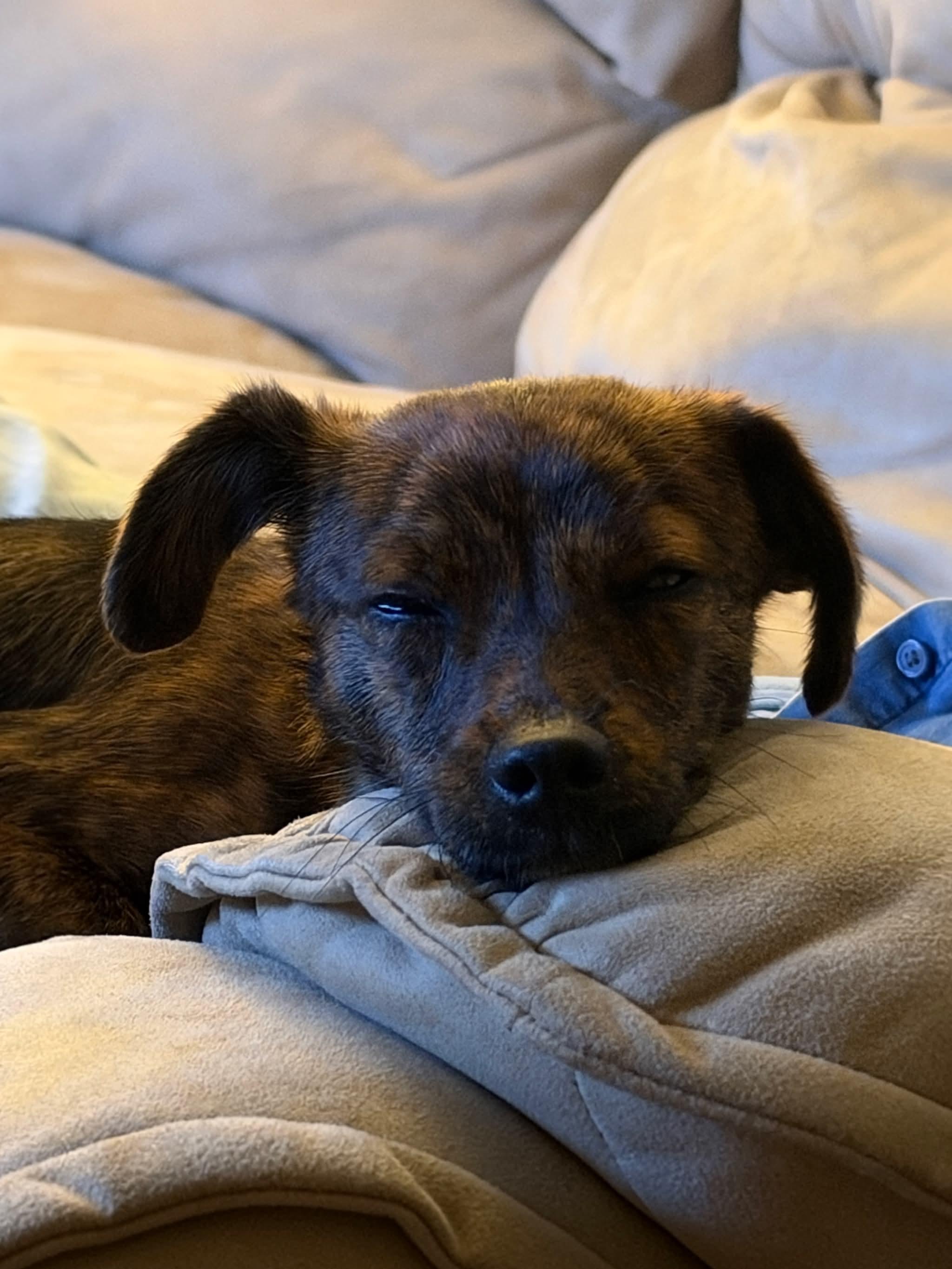 Enlarge Prince, a Adoptable Mixed Breed in Rochester , NY image 4/6
