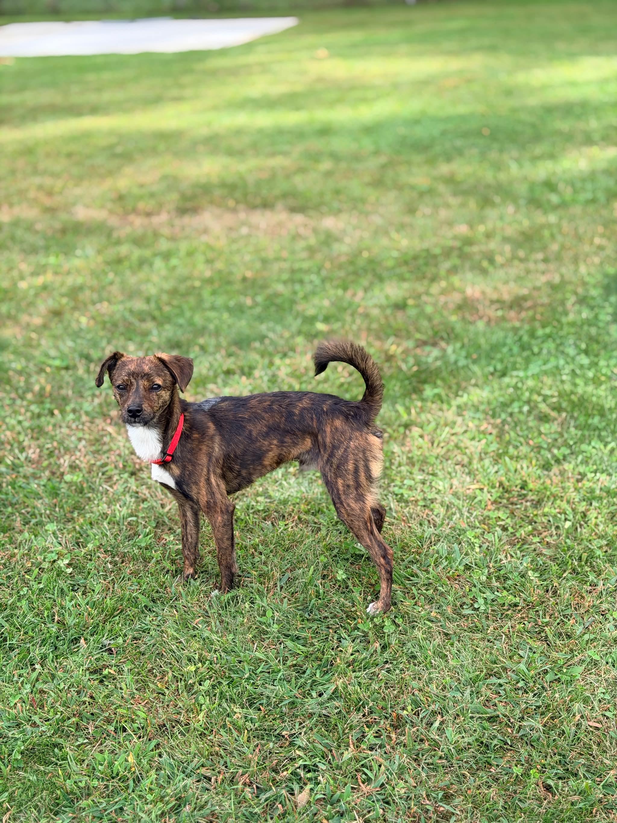 Enlarge Prince, a Adoptable Mixed Breed in Rochester , NY image 6/6