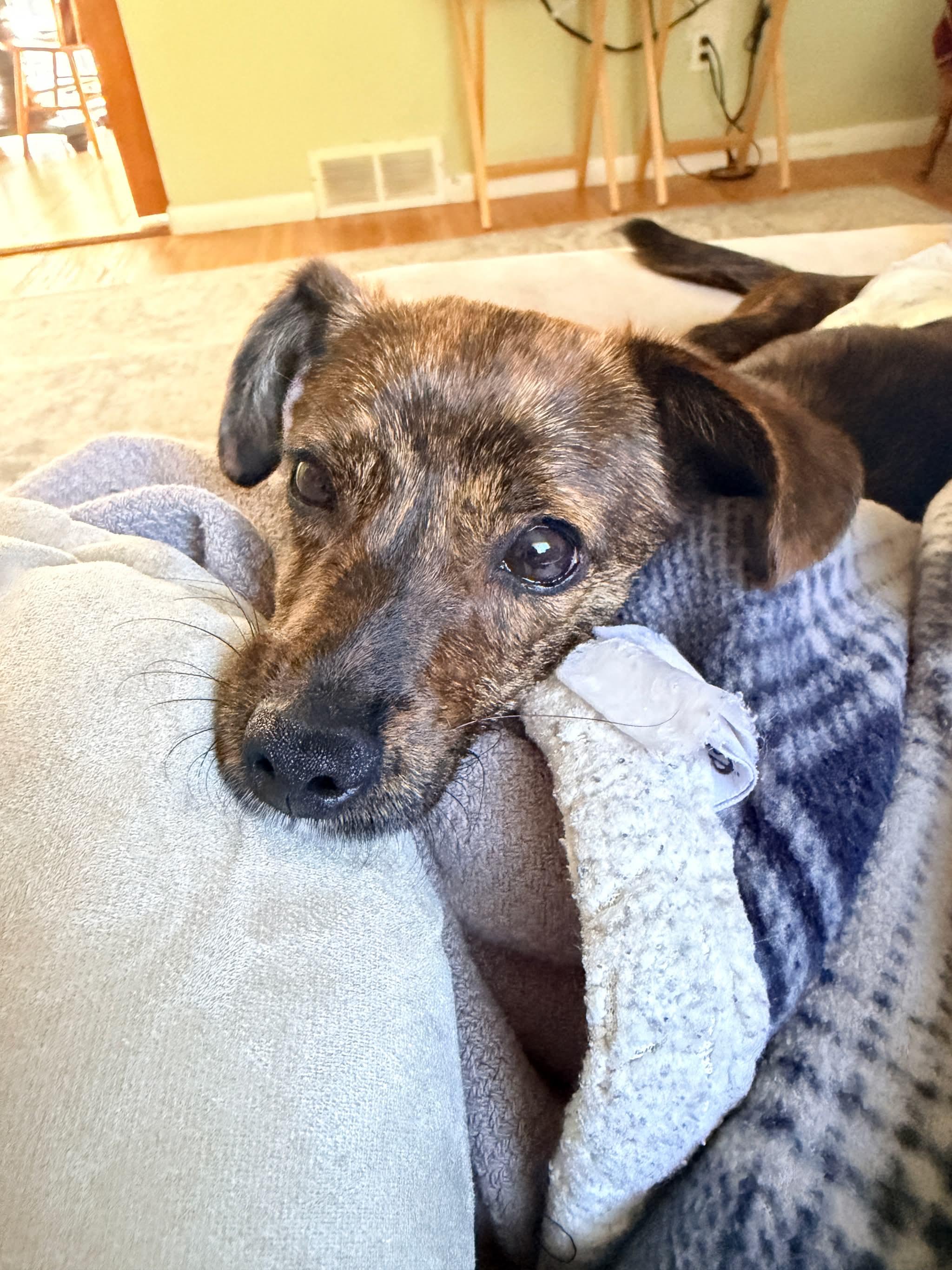 Enlarge Prince, a Adoptable Mixed Breed in Rochester , NY image 5/6