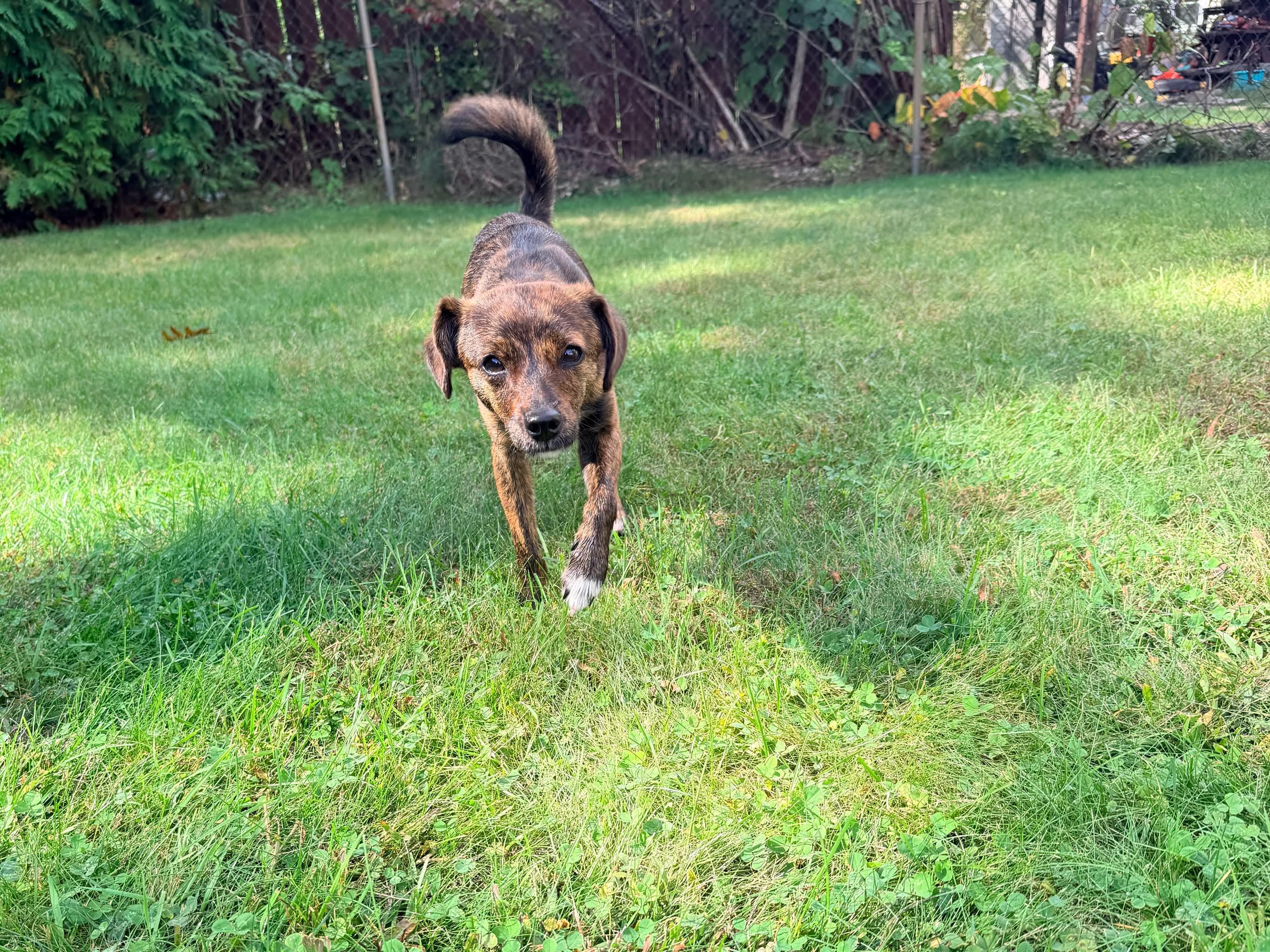 Enlarge Prince, a Adoptable Mixed Breed in Rochester , NY image 3/6