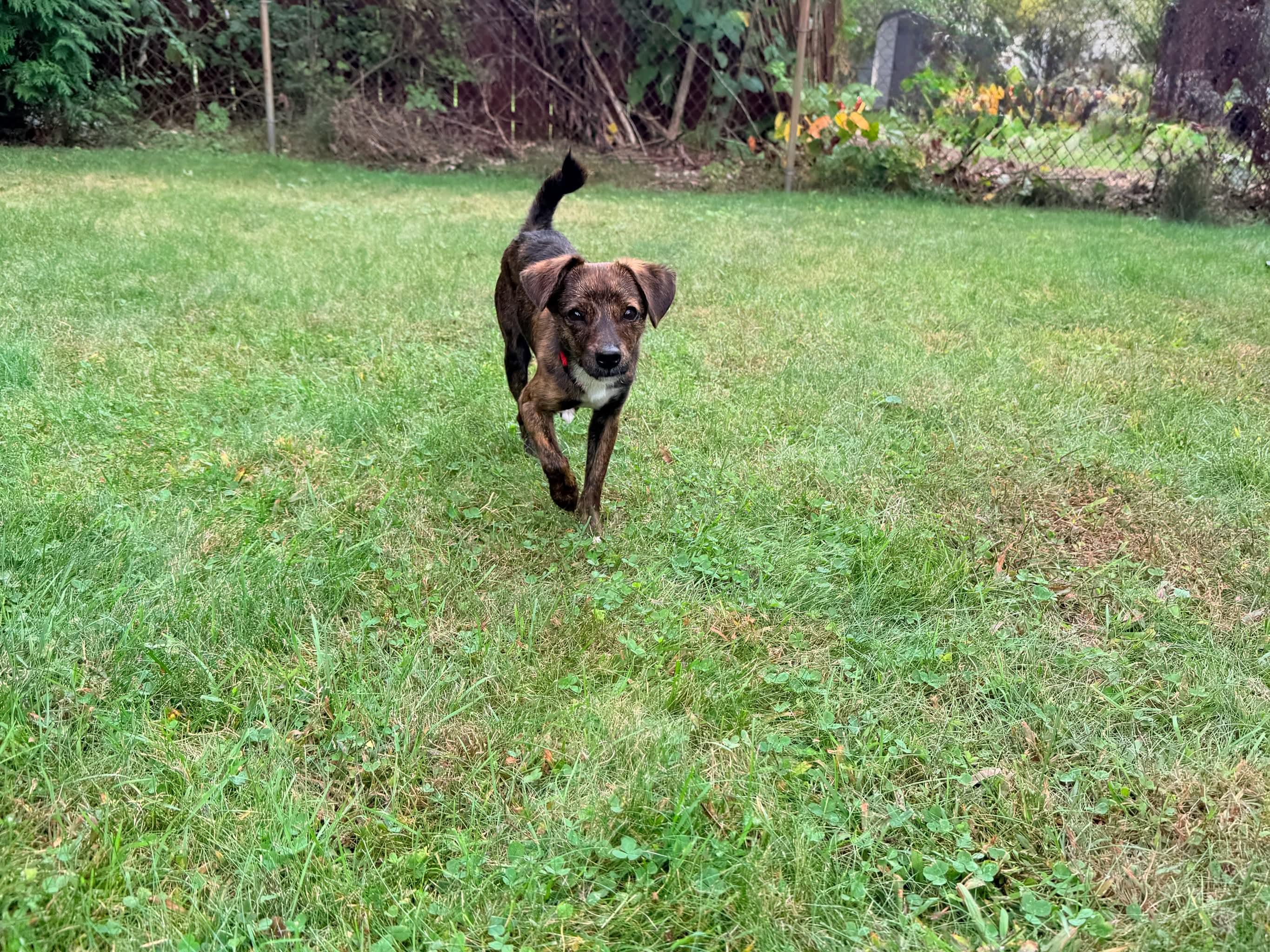 Enlarge Prince, a Adoptable Mixed Breed in Rochester , NY image 2/6