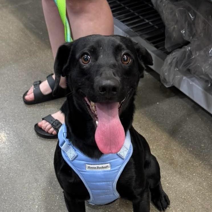 Enlarge Minion, a Adoptable Mixed Breed in Corbin, KY image 1/6