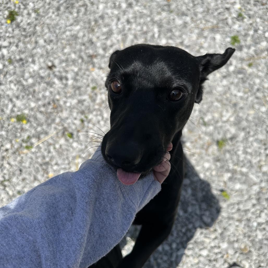 Enlarge Minion, a Adoptable Mixed Breed in Corbin, KY image 2/6