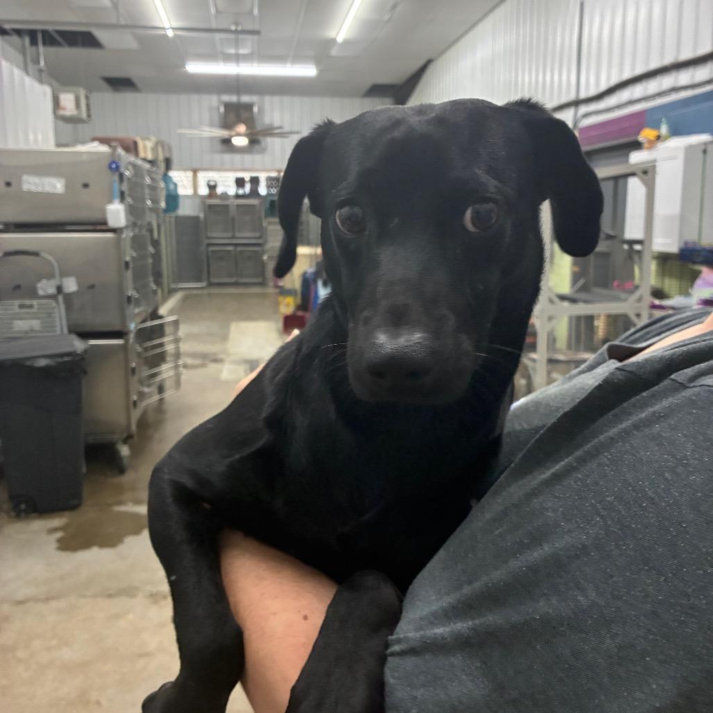 Enlarge Minion, a Adoptable Mixed Breed in Corbin, KY image 3/6