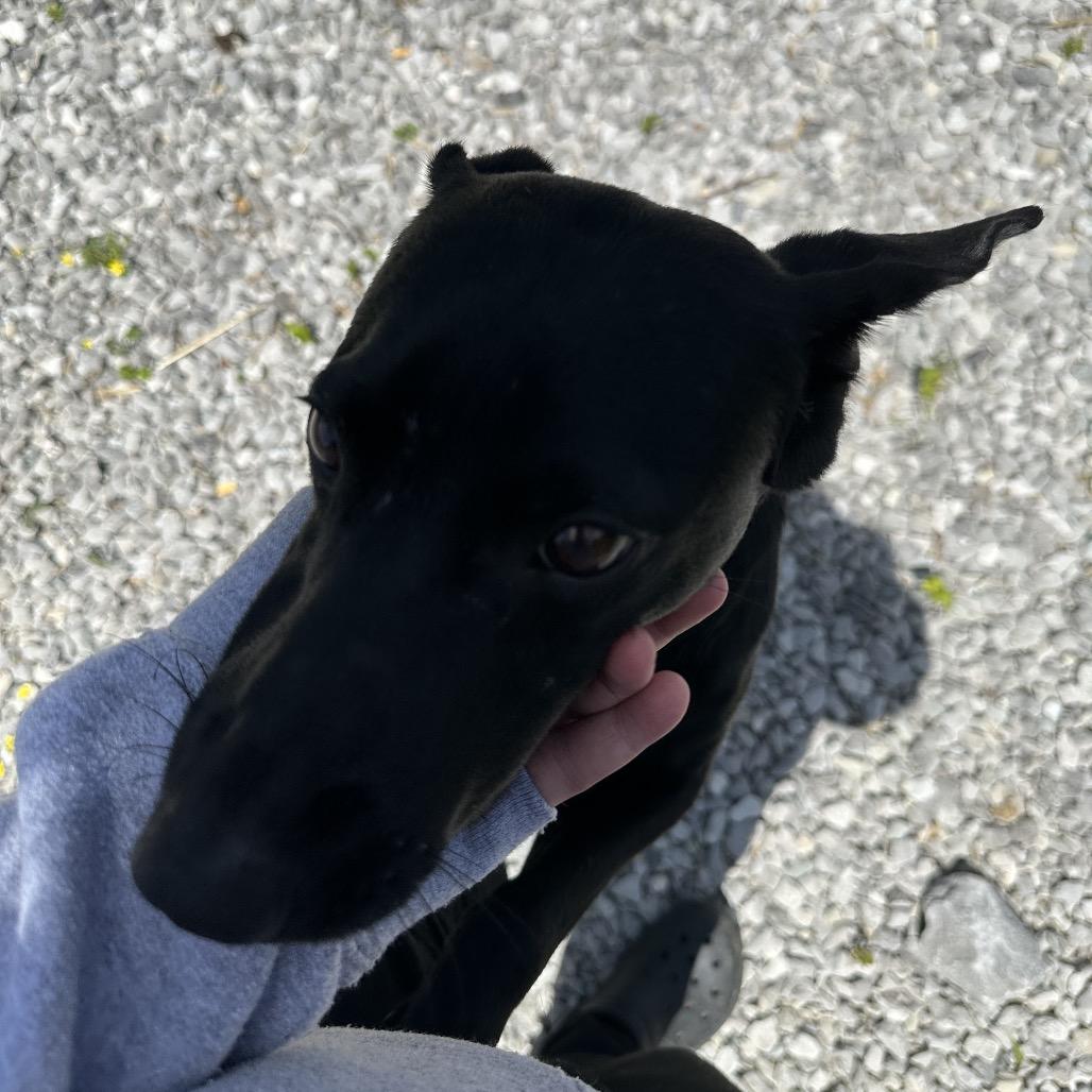 Enlarge Minion, a Adoptable Mixed Breed in Corbin, KY image 5/6