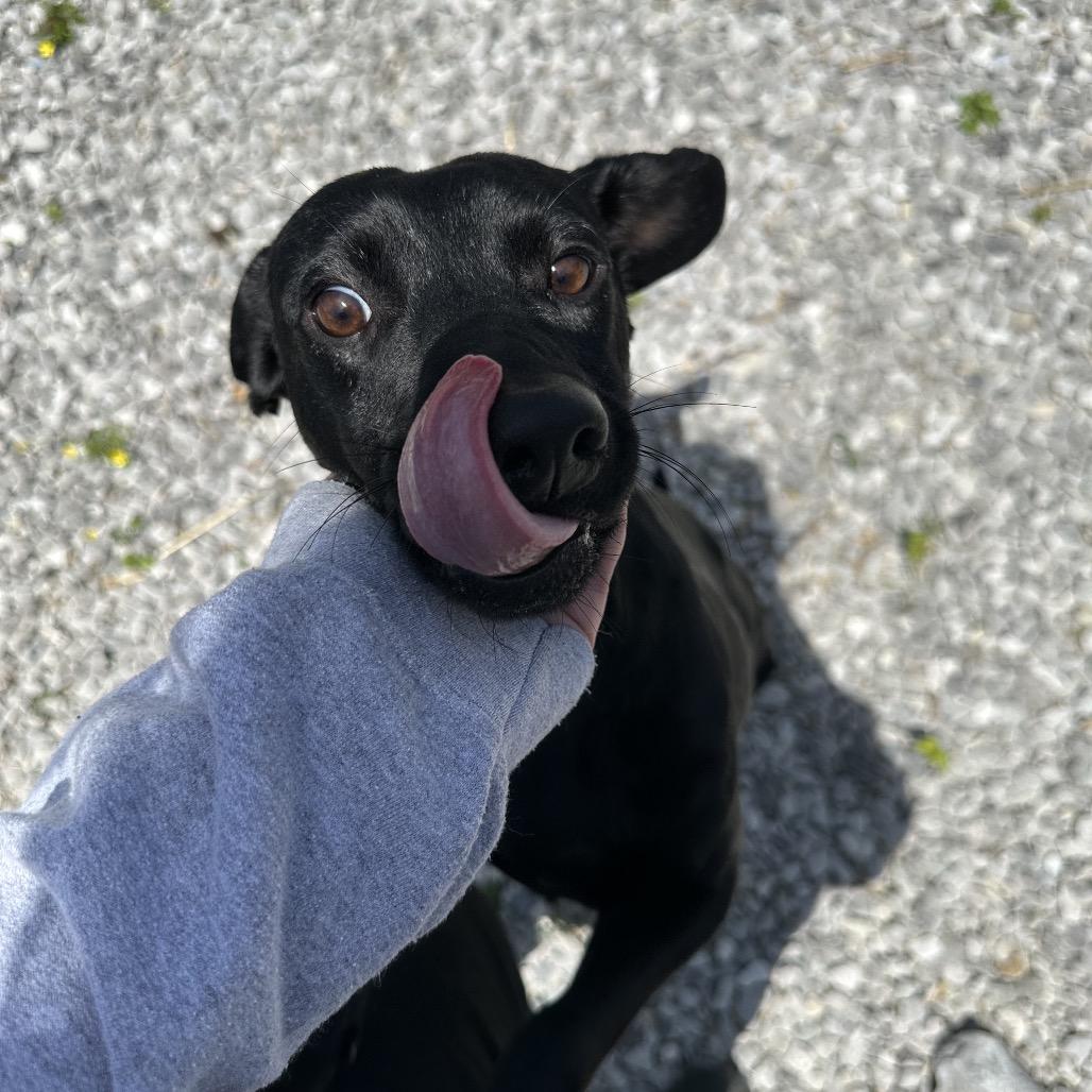 Enlarge Minion, a Adoptable Mixed Breed in Corbin, KY image 6/6