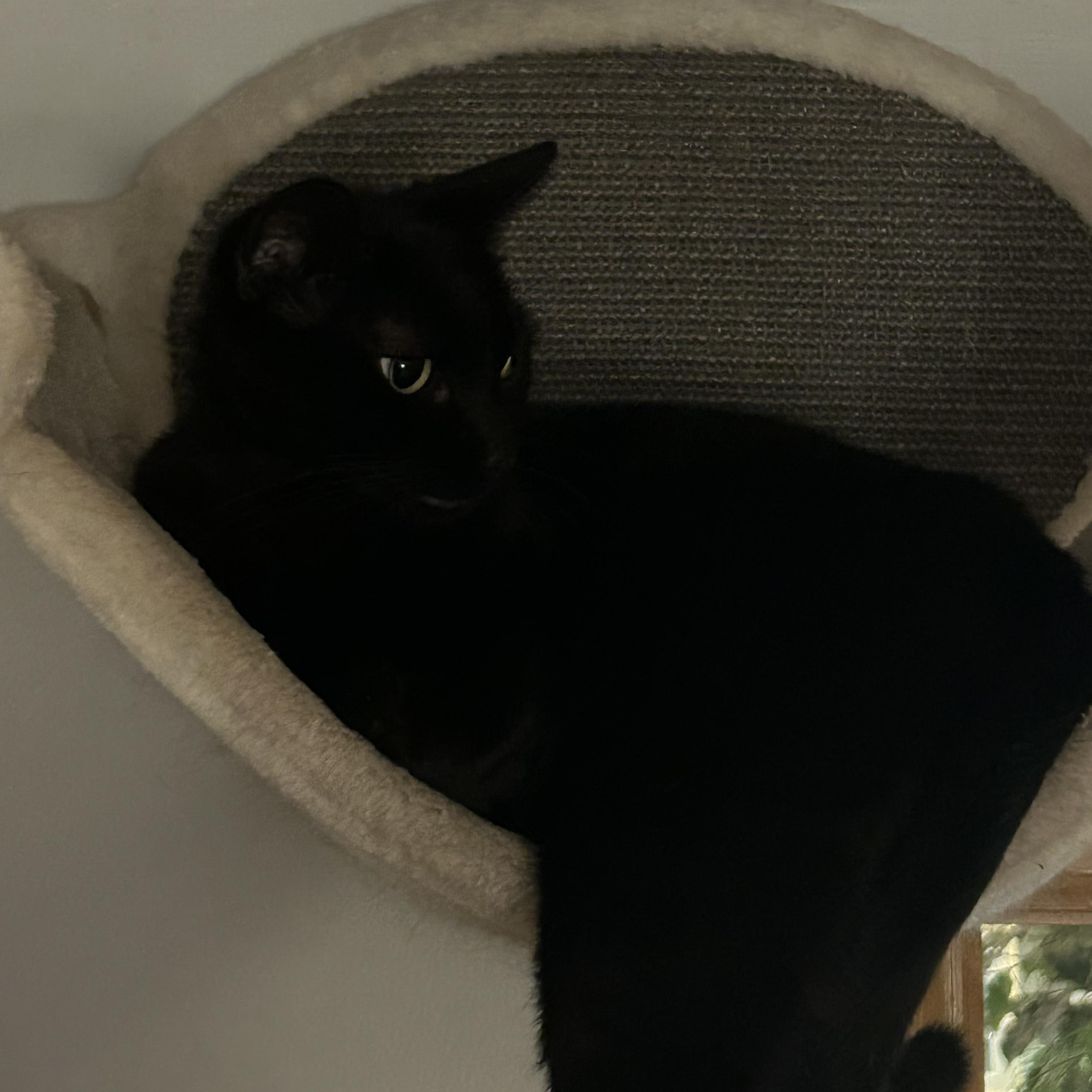 Enlarge ARCHIE, a Adoptable Bombay in Staten Island, NY image 1/3