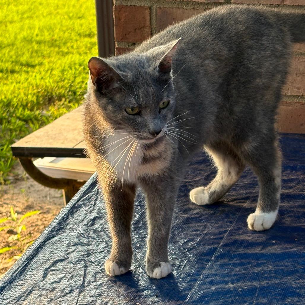 Mollie - Shy, a Adoptable Domestic Short Hair in ATOKA, TN image 2/2
