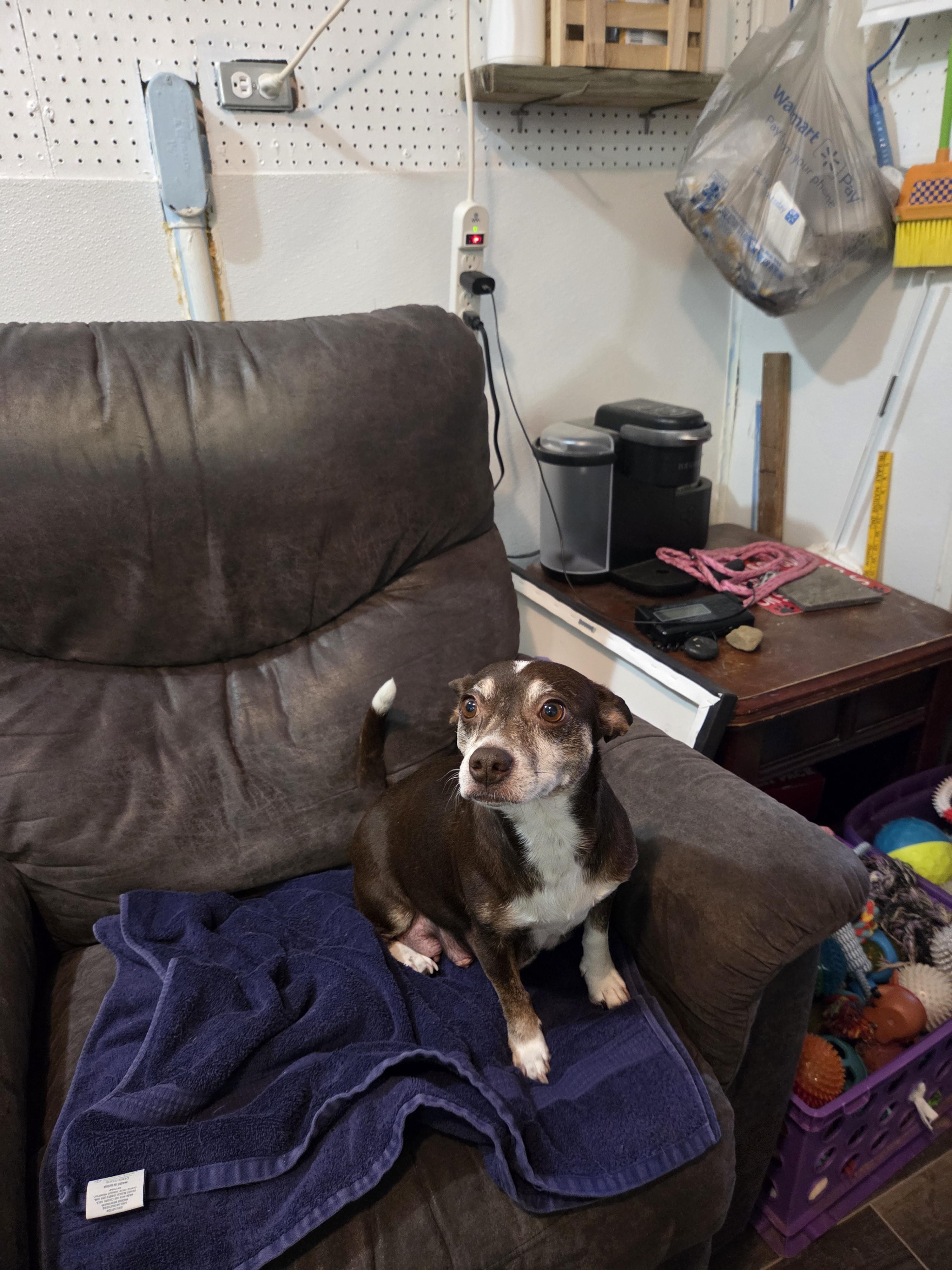Gracie, a ADOPTABLE mixed breed in Draper, VA image 3/6