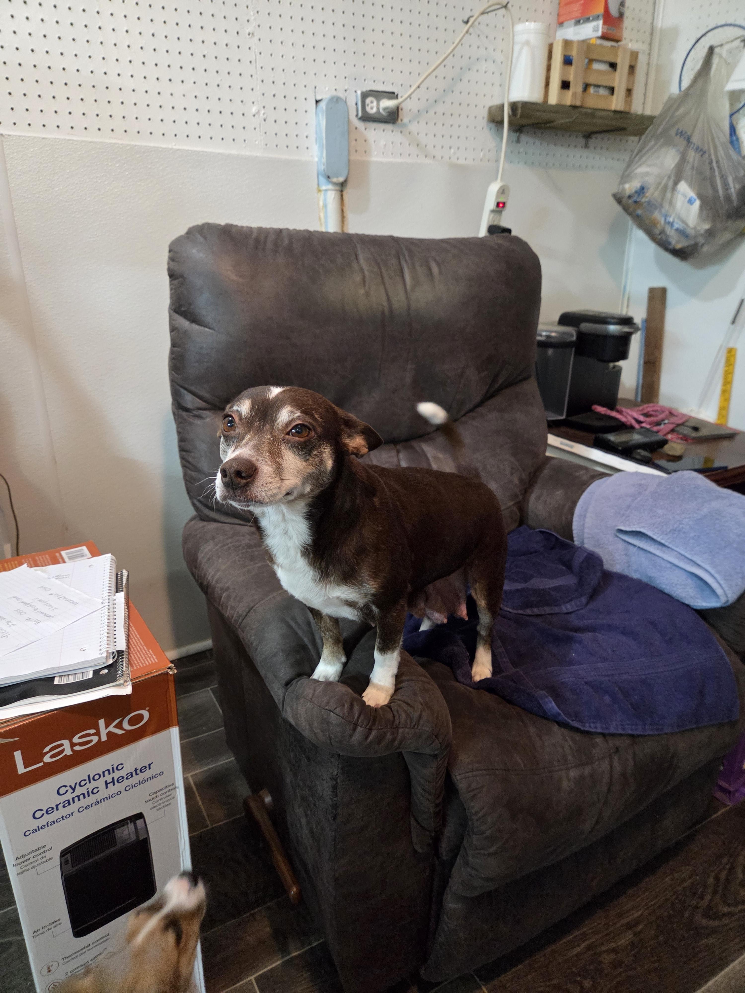 Gracie, a ADOPTABLE mixed breed in Draper, VA image 2/6